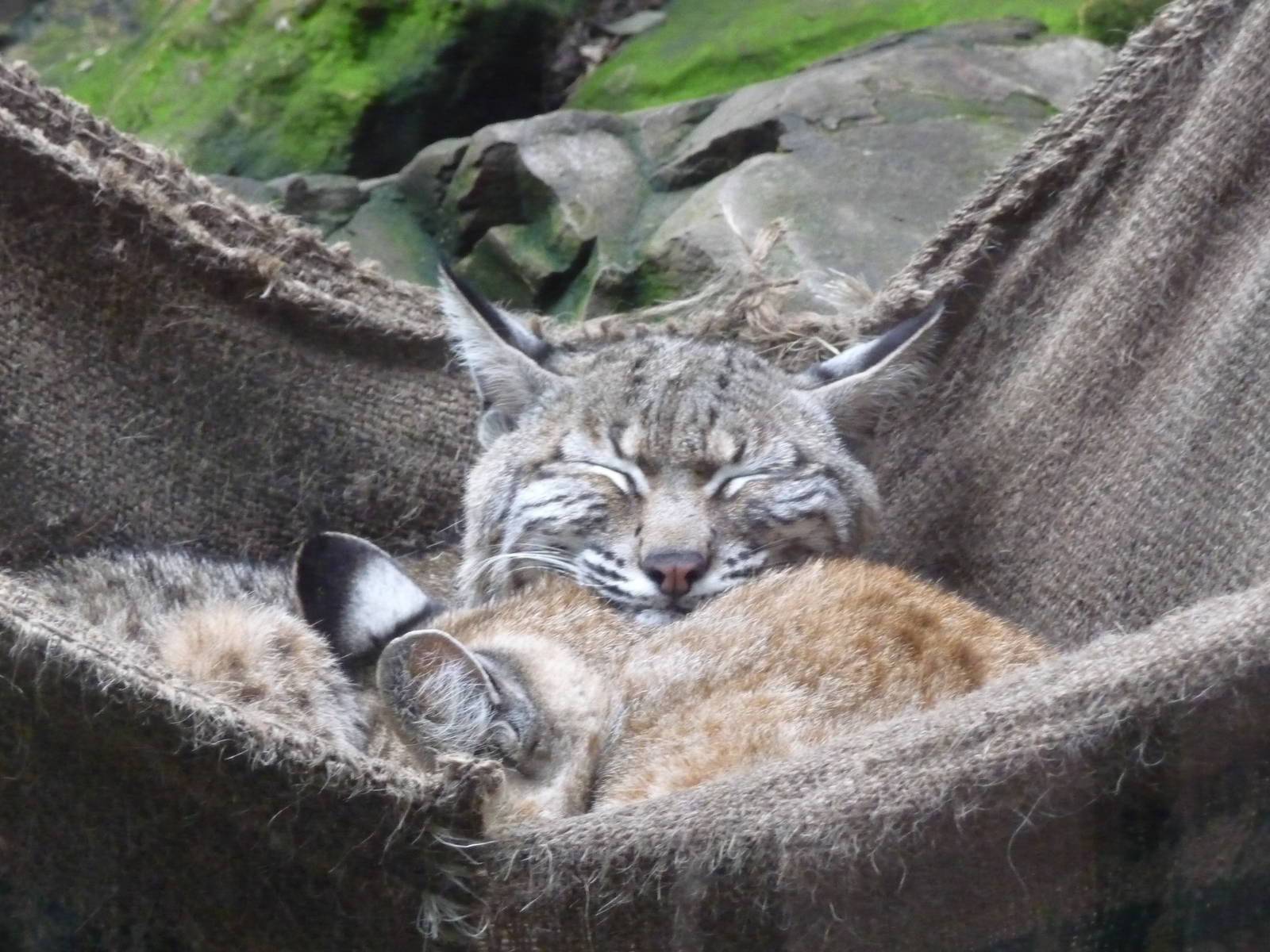 Bobcat bliss Chapultepec zoo