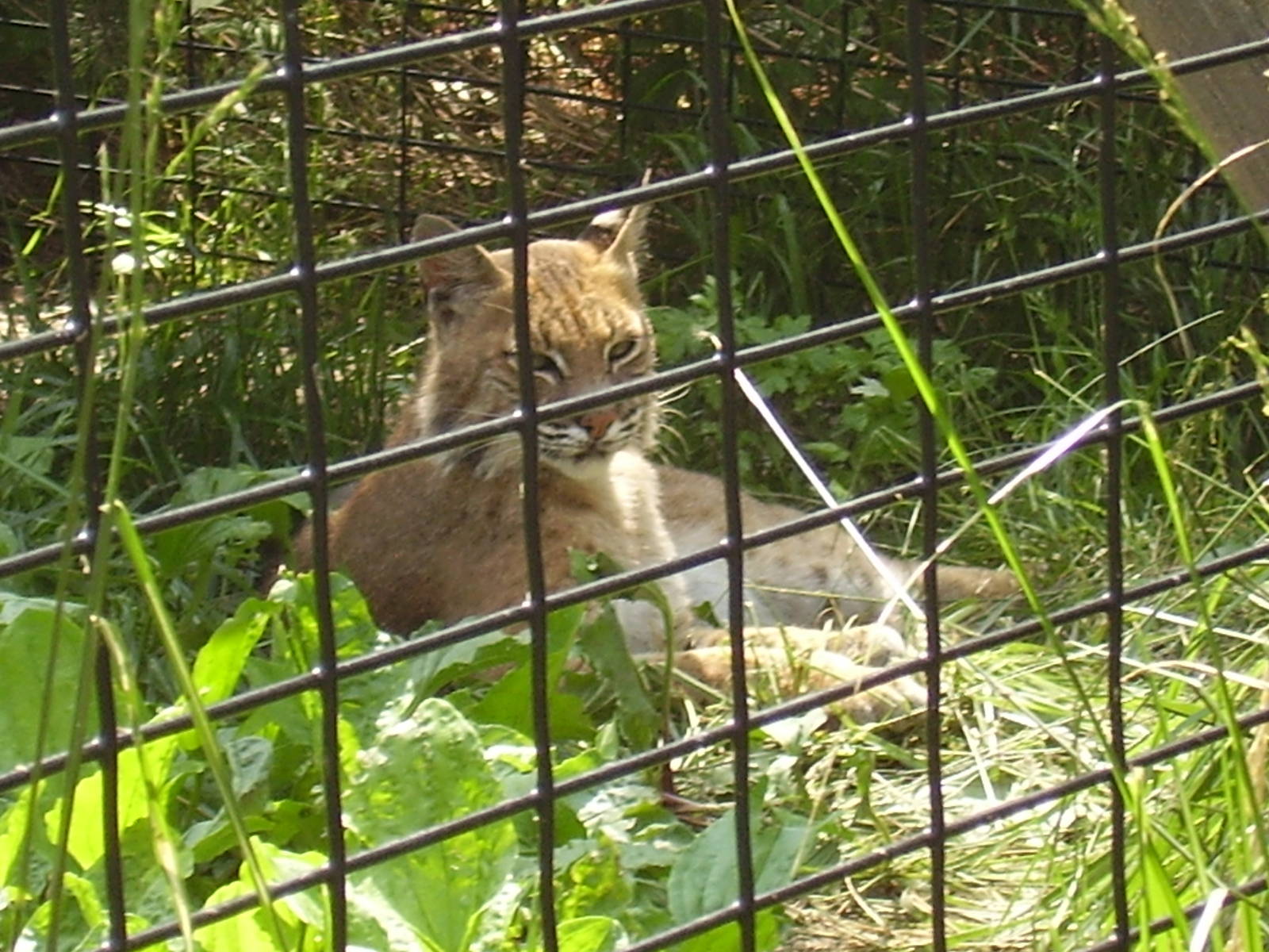Bobcat- Buttonwood Zoo JUN06.