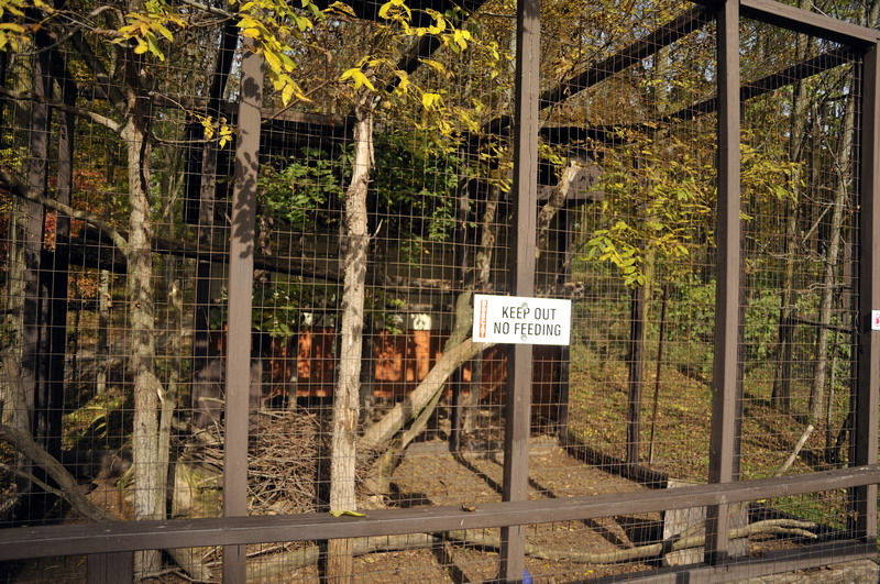 Bobcat cage at Twin Vally Zoo