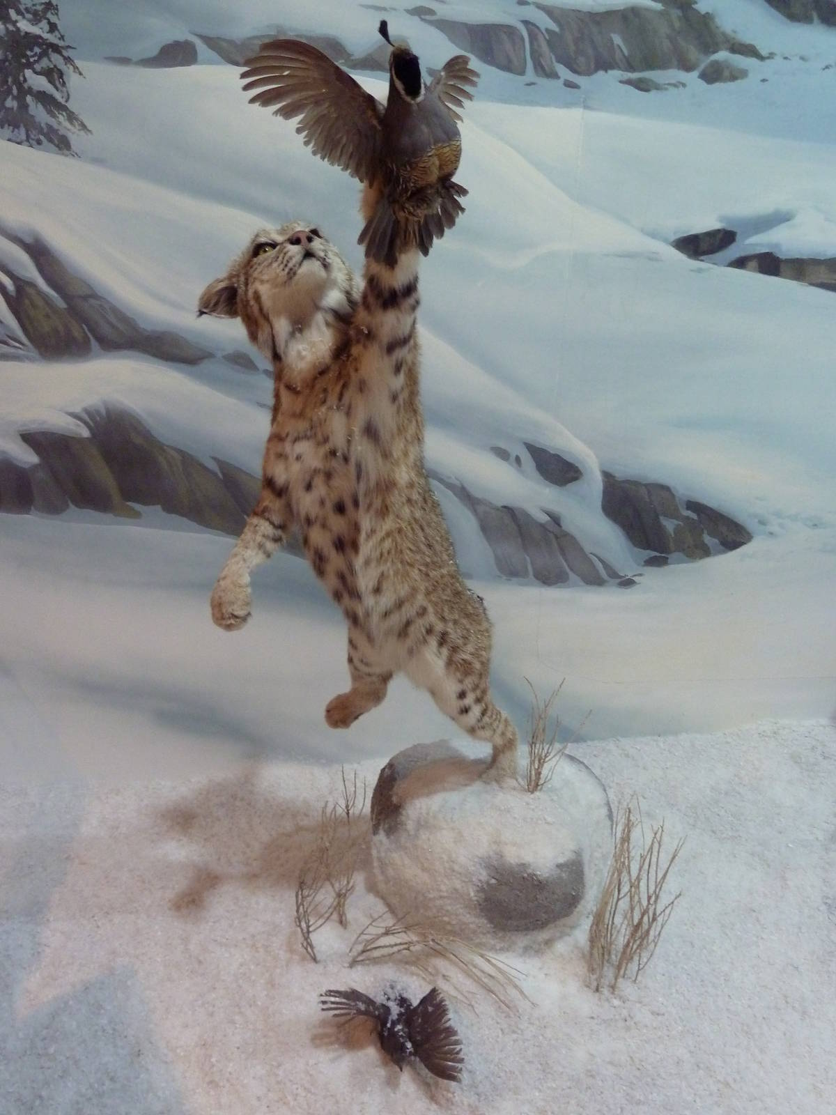 Bobcat + California Quail