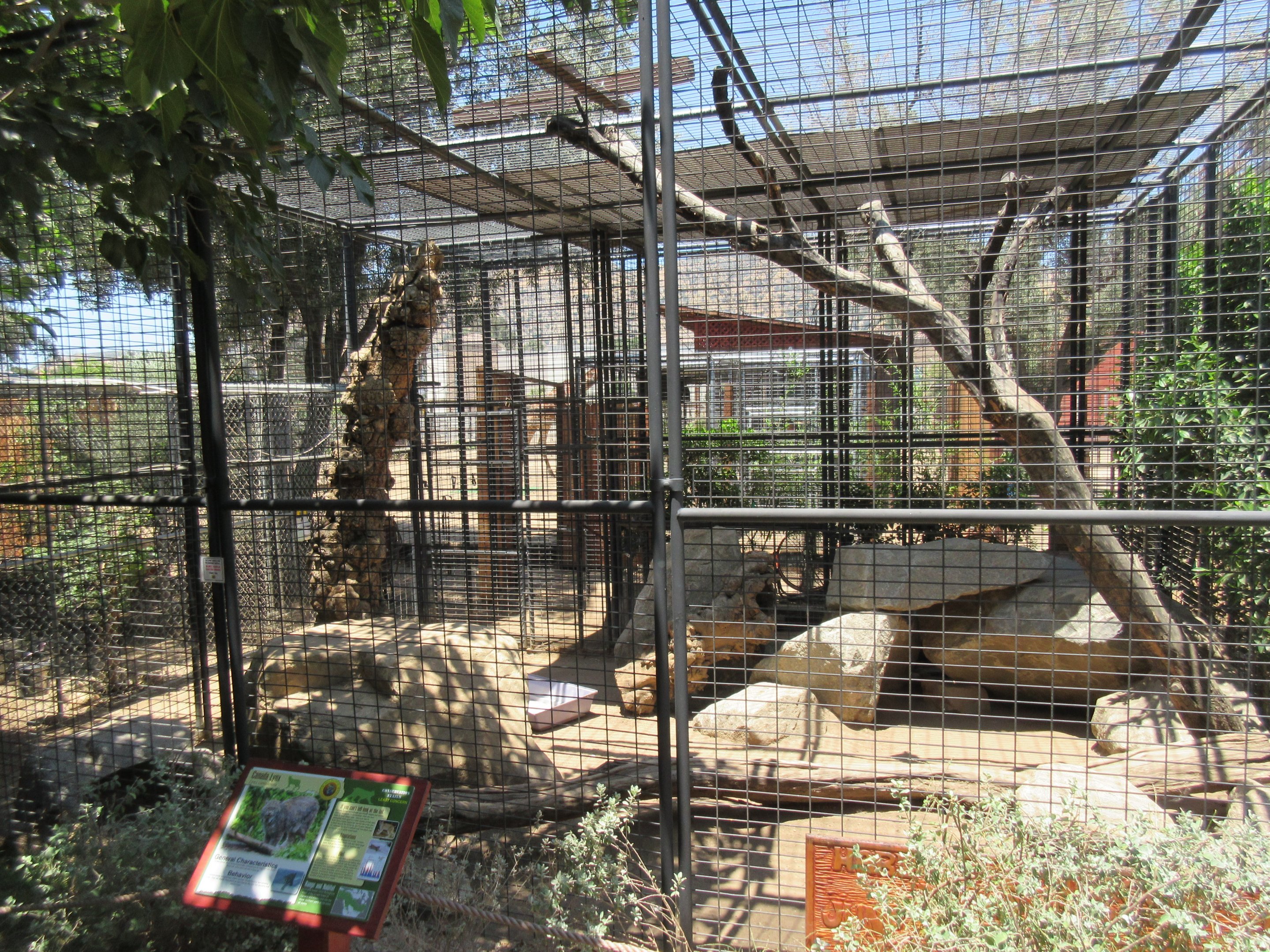 Bobcat/Canadian Lynx Exhibit (they rotate)
