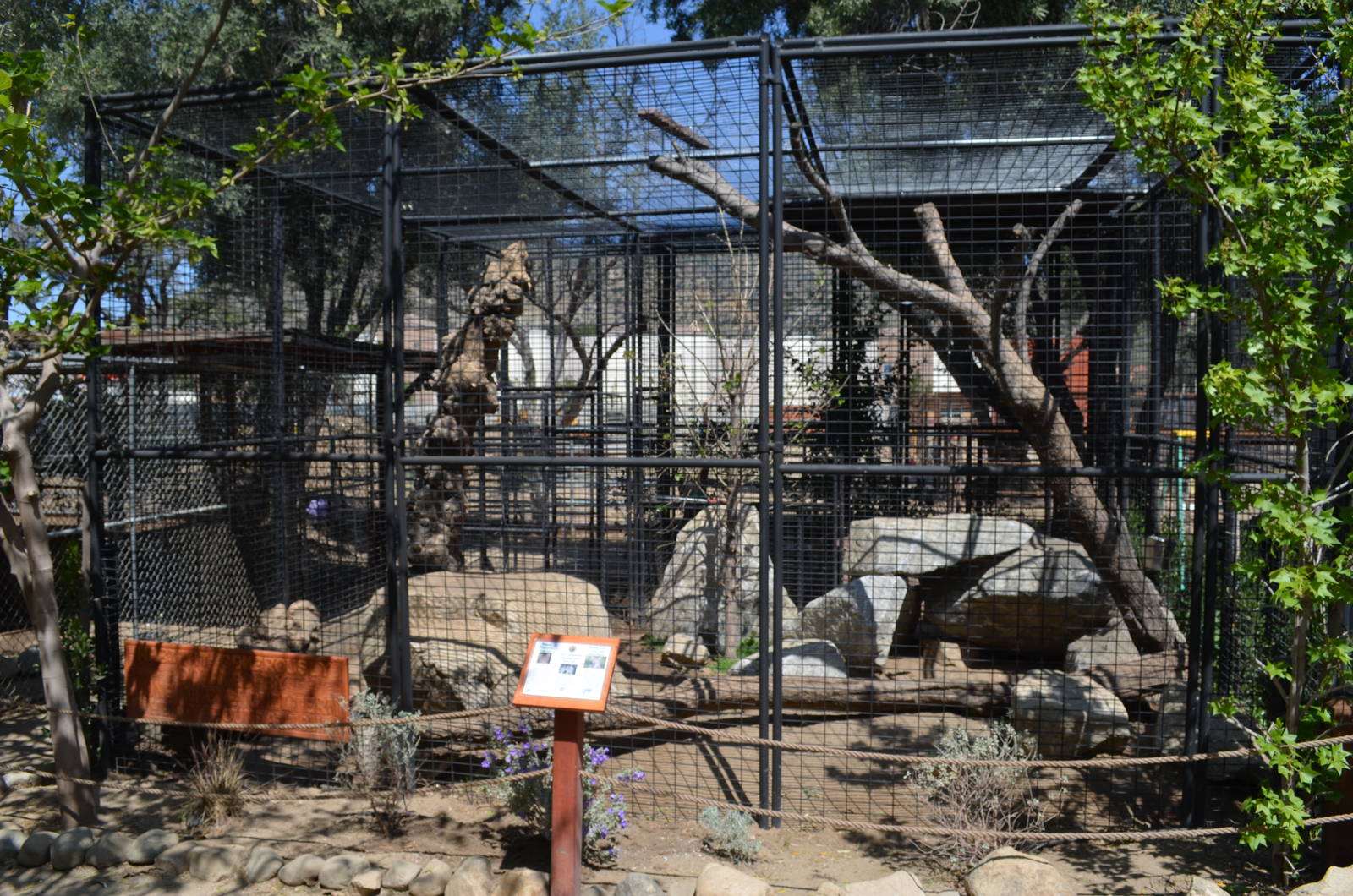 Bobcat, Canadian Lynx, Siberian Lynx Enclosure