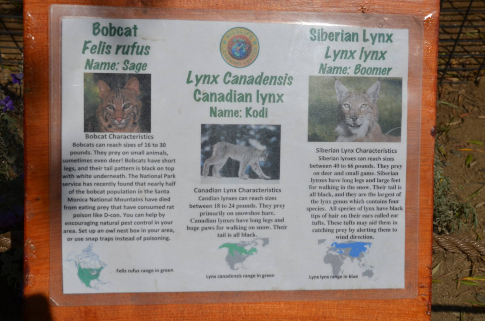 Bobcat, Canadian Lynx, Siberian Lynx Signage
