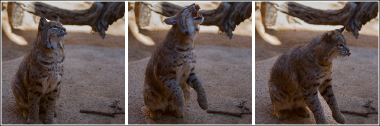 bobcat catching meatball