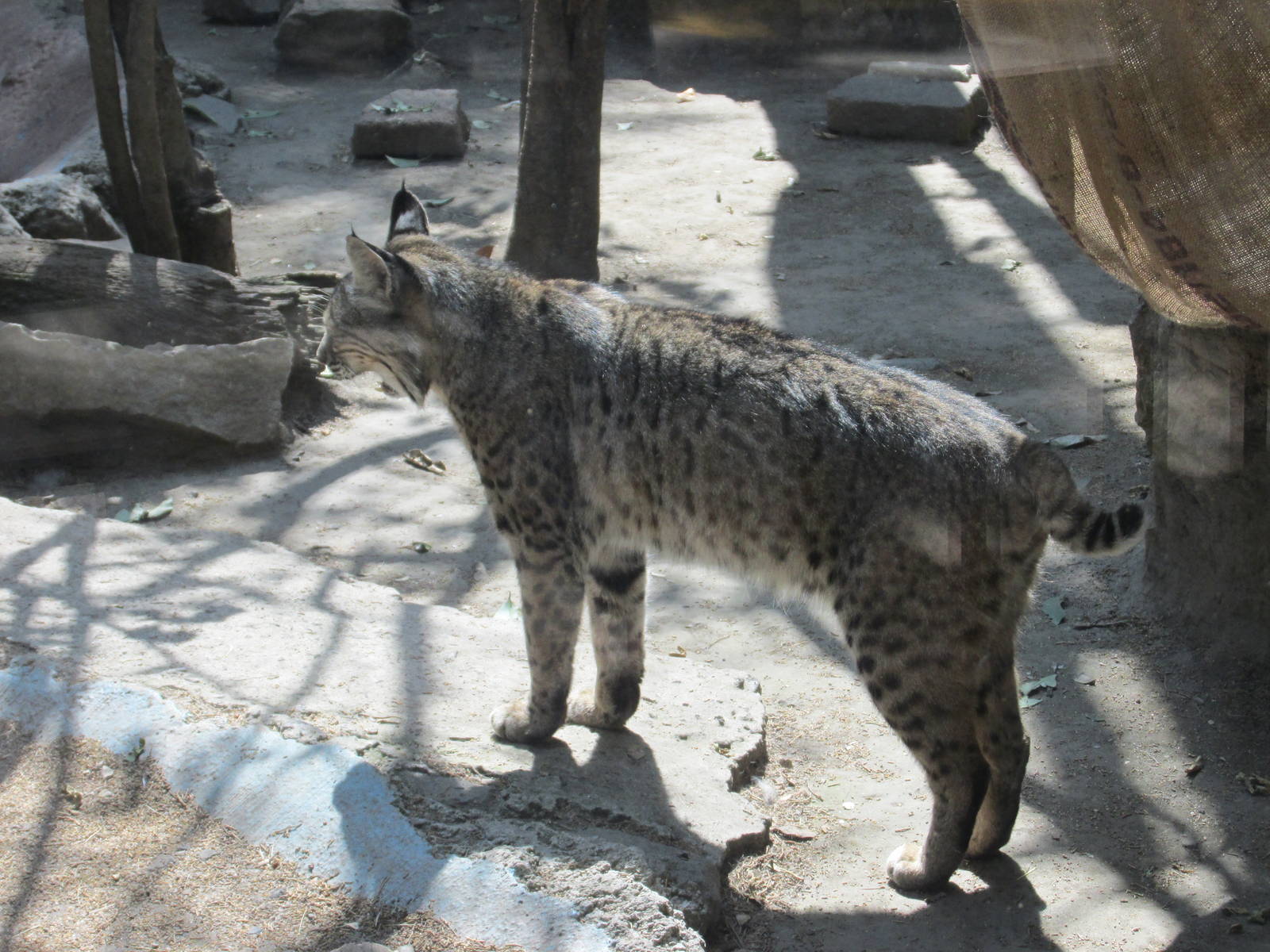 bobcat chapultepec zoo