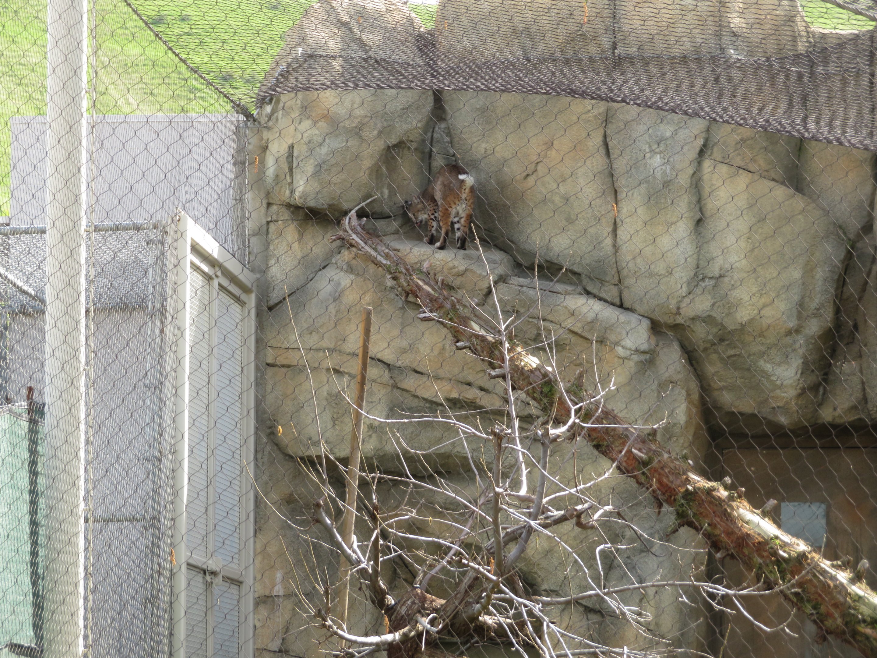 Bobcat Climbing