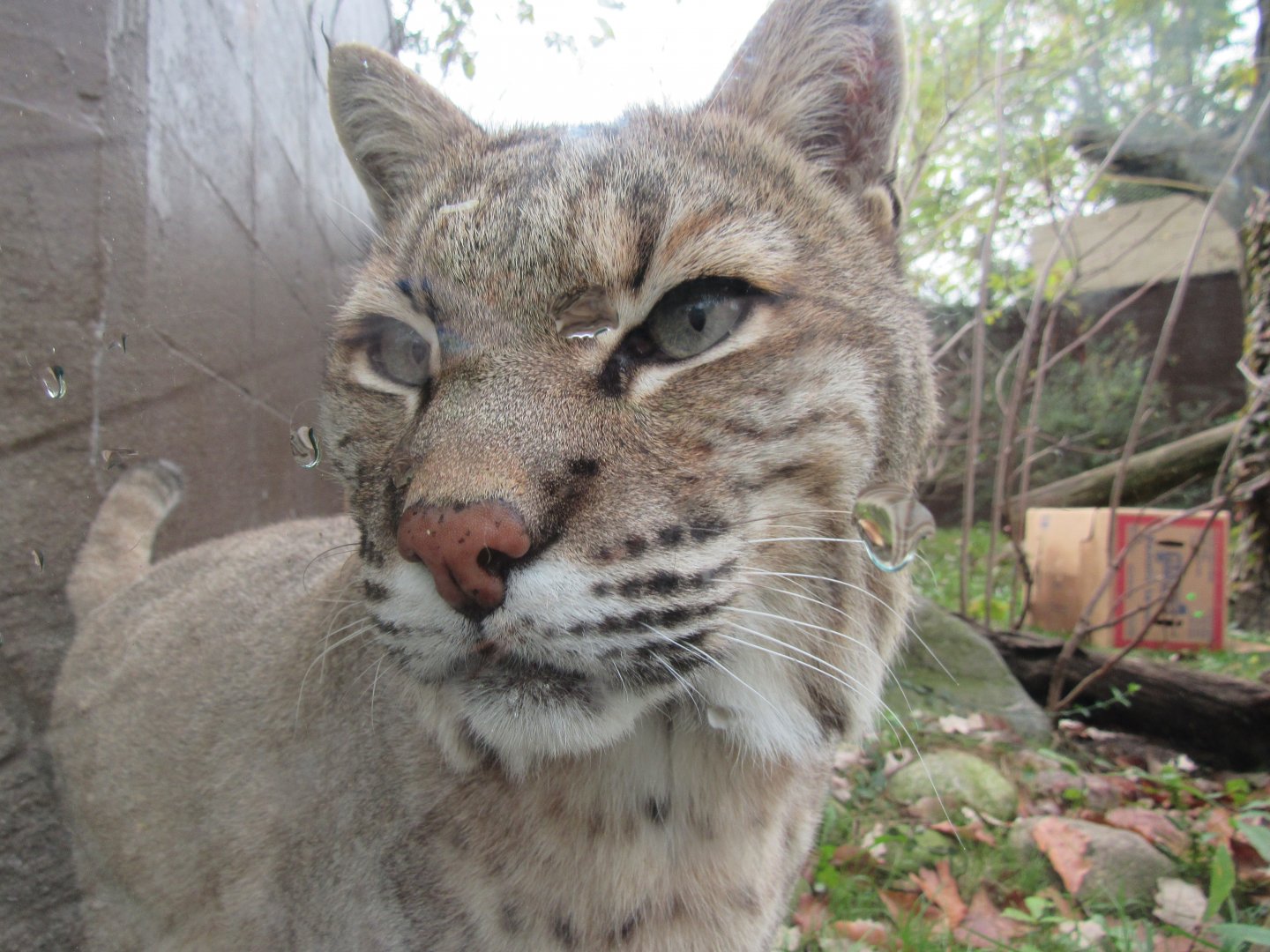 Bobcat close-up
