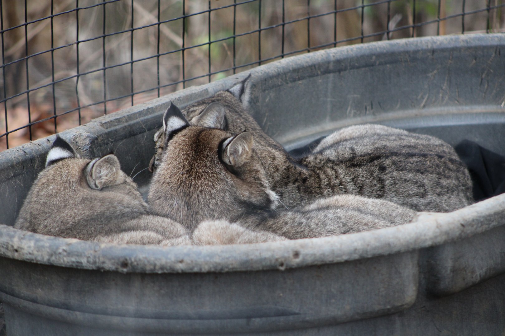 Bobcat Cuddle Pile (Lynx rufus)