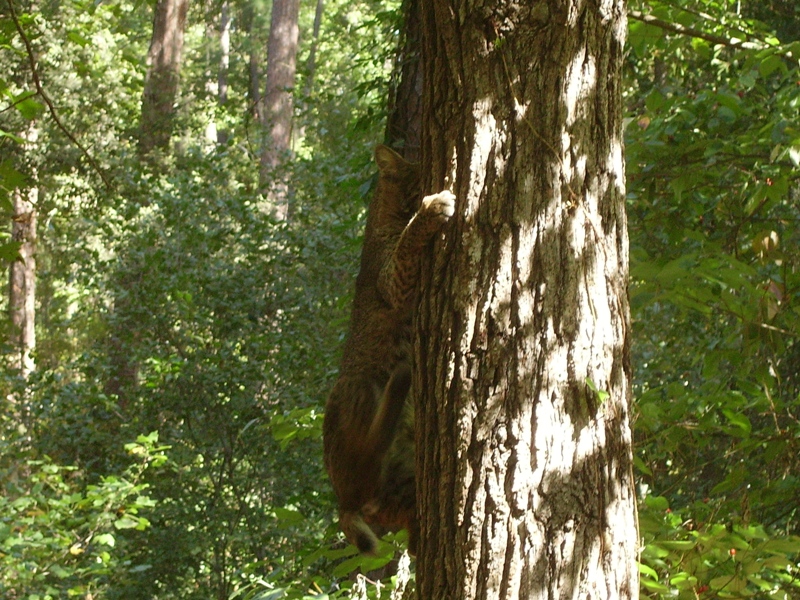 Bobcat descending tree