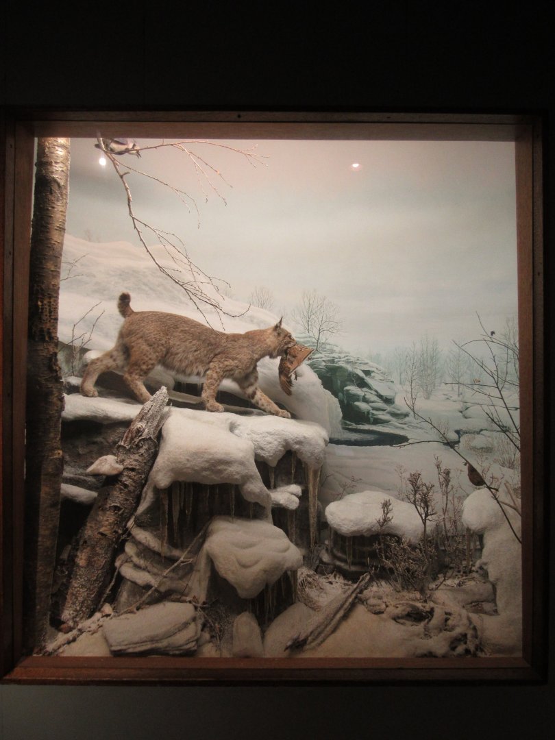 Bobcat Diorama