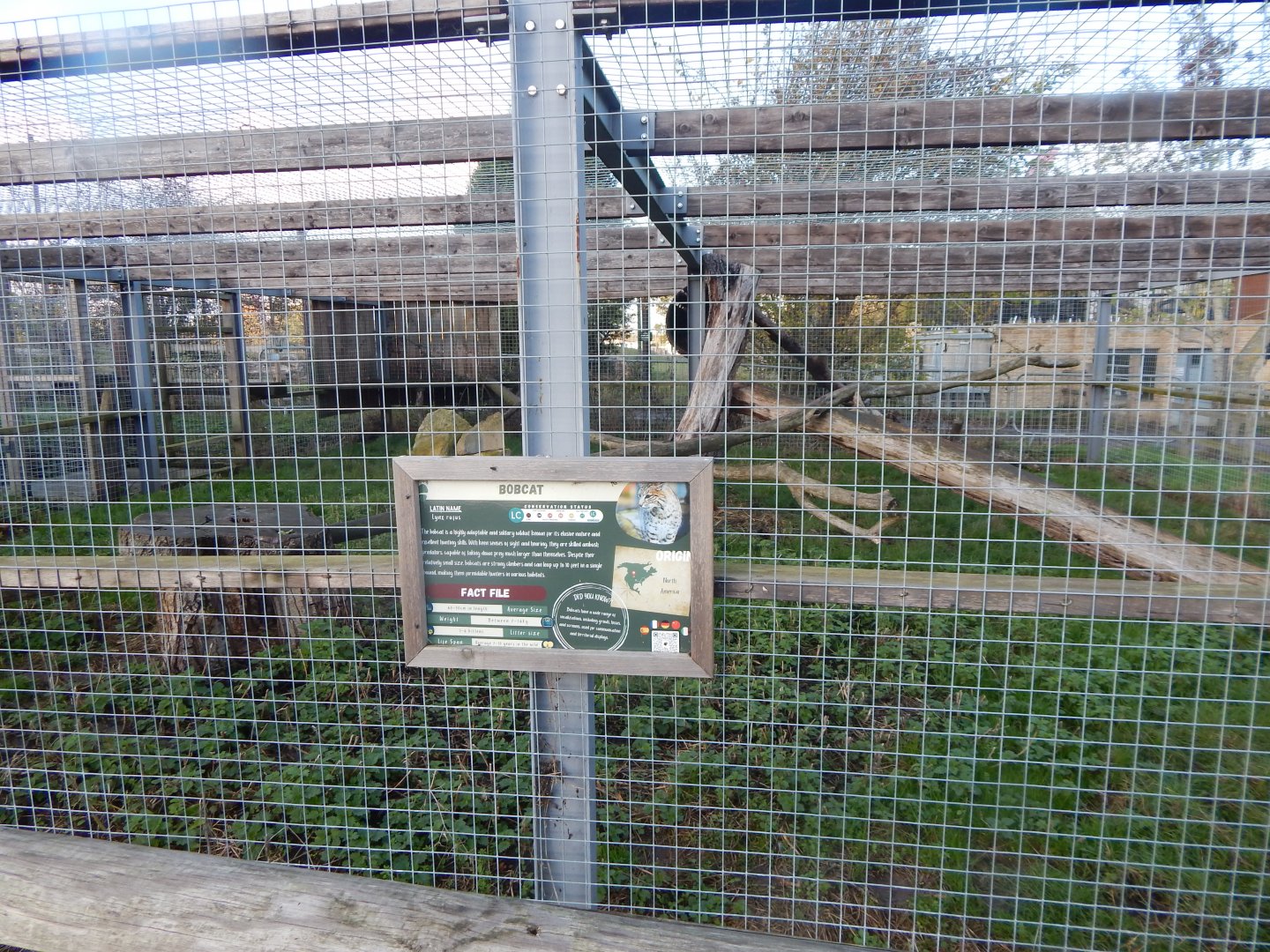 Bobcat enclosure 021125