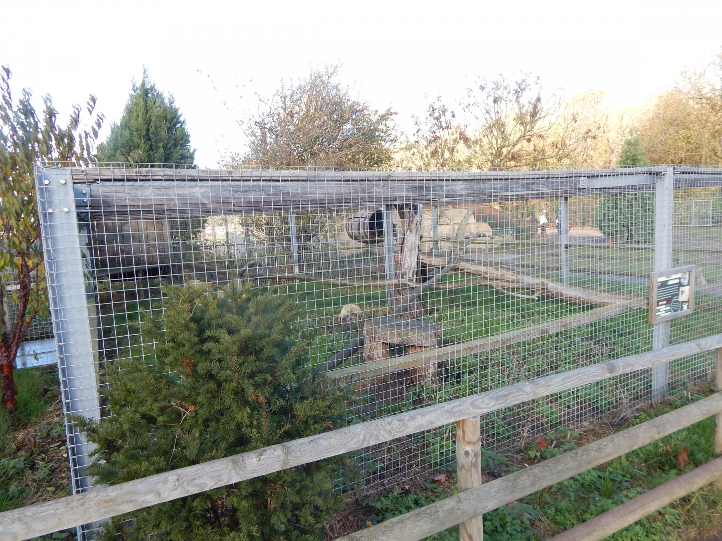Bobcat enclosure 021125