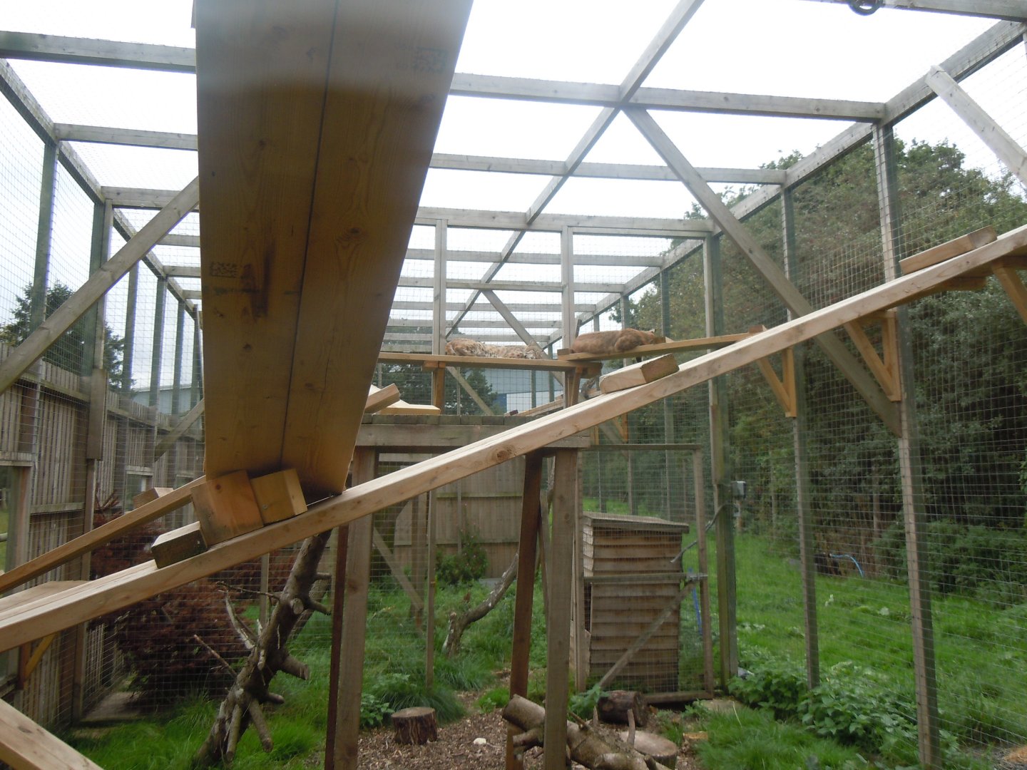 Bobcat enclosure 100920