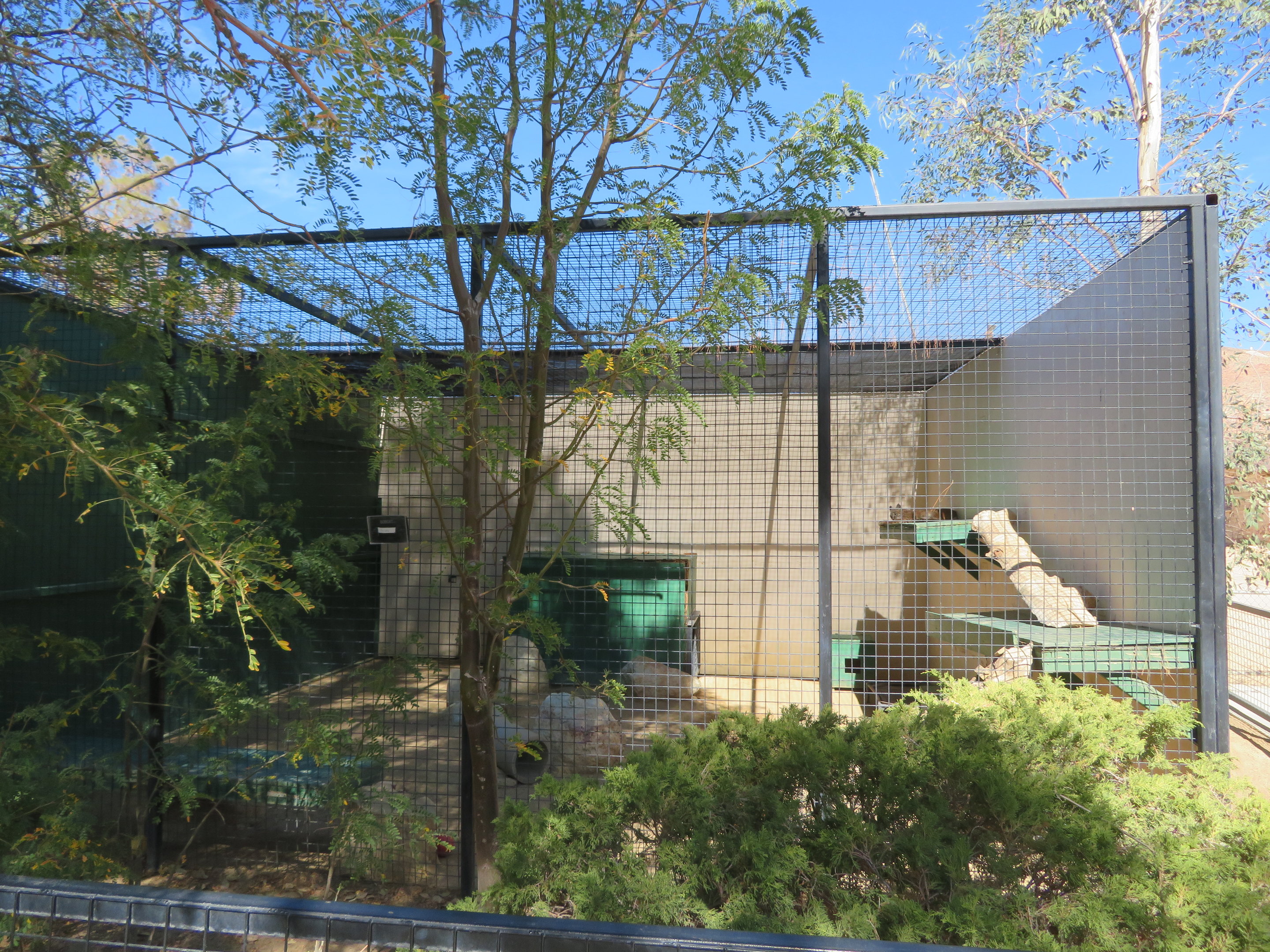 Bobcat Enclosure (2022)