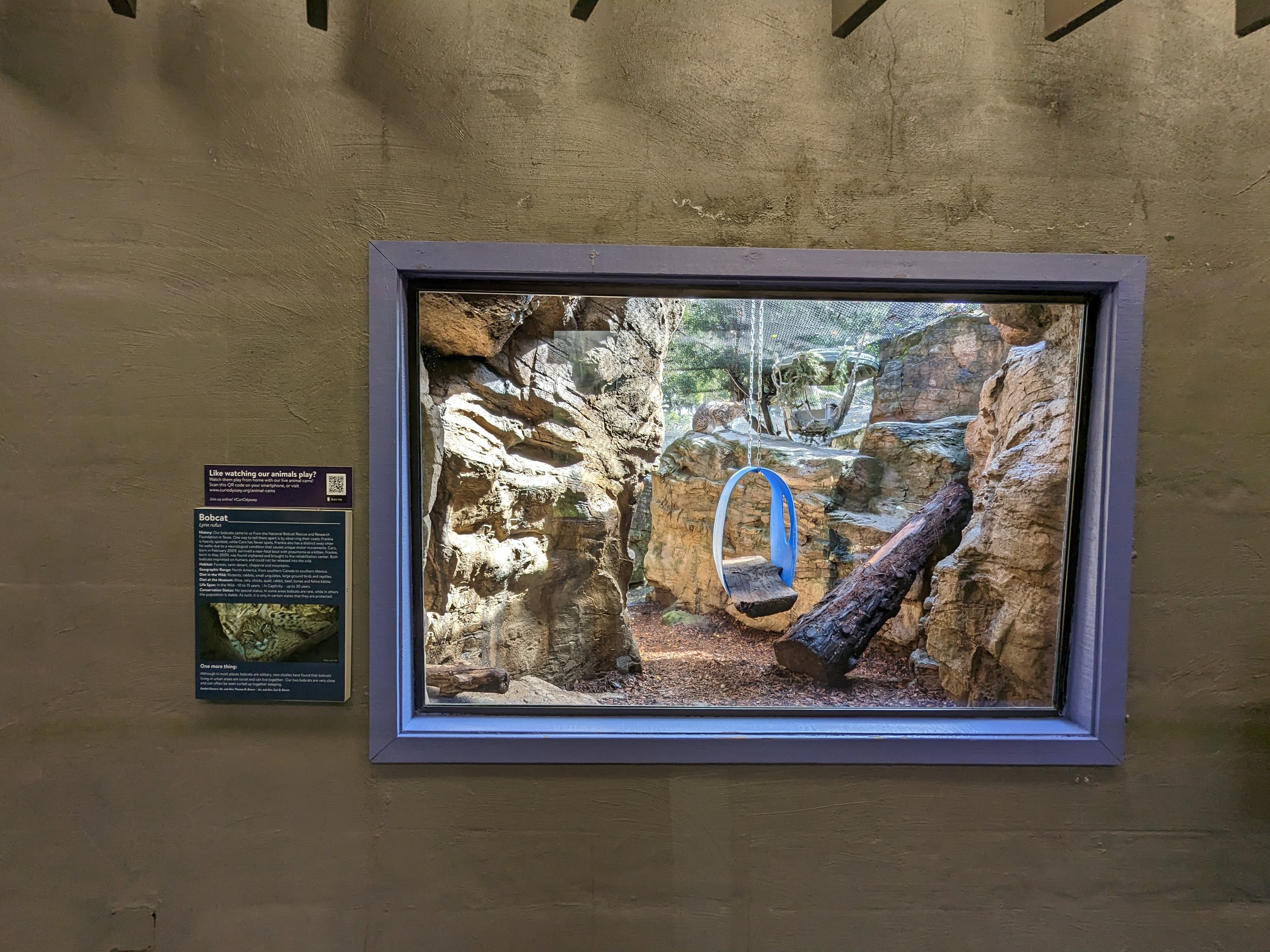 Bobcat enclosure from building