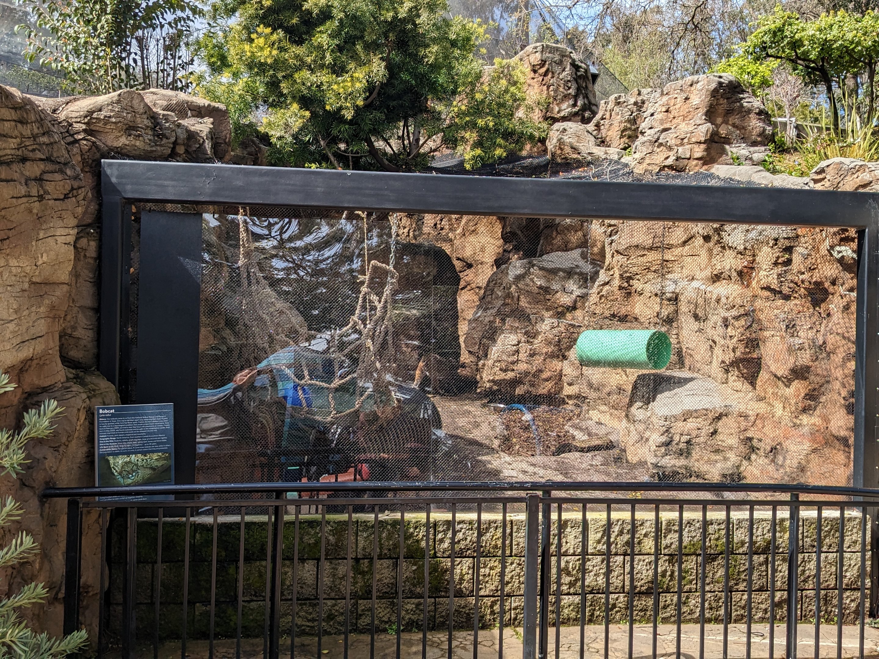 Bobcat enclosure (from exterior)
