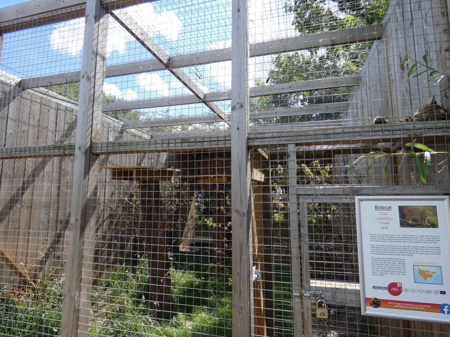 Bobcat enclosure