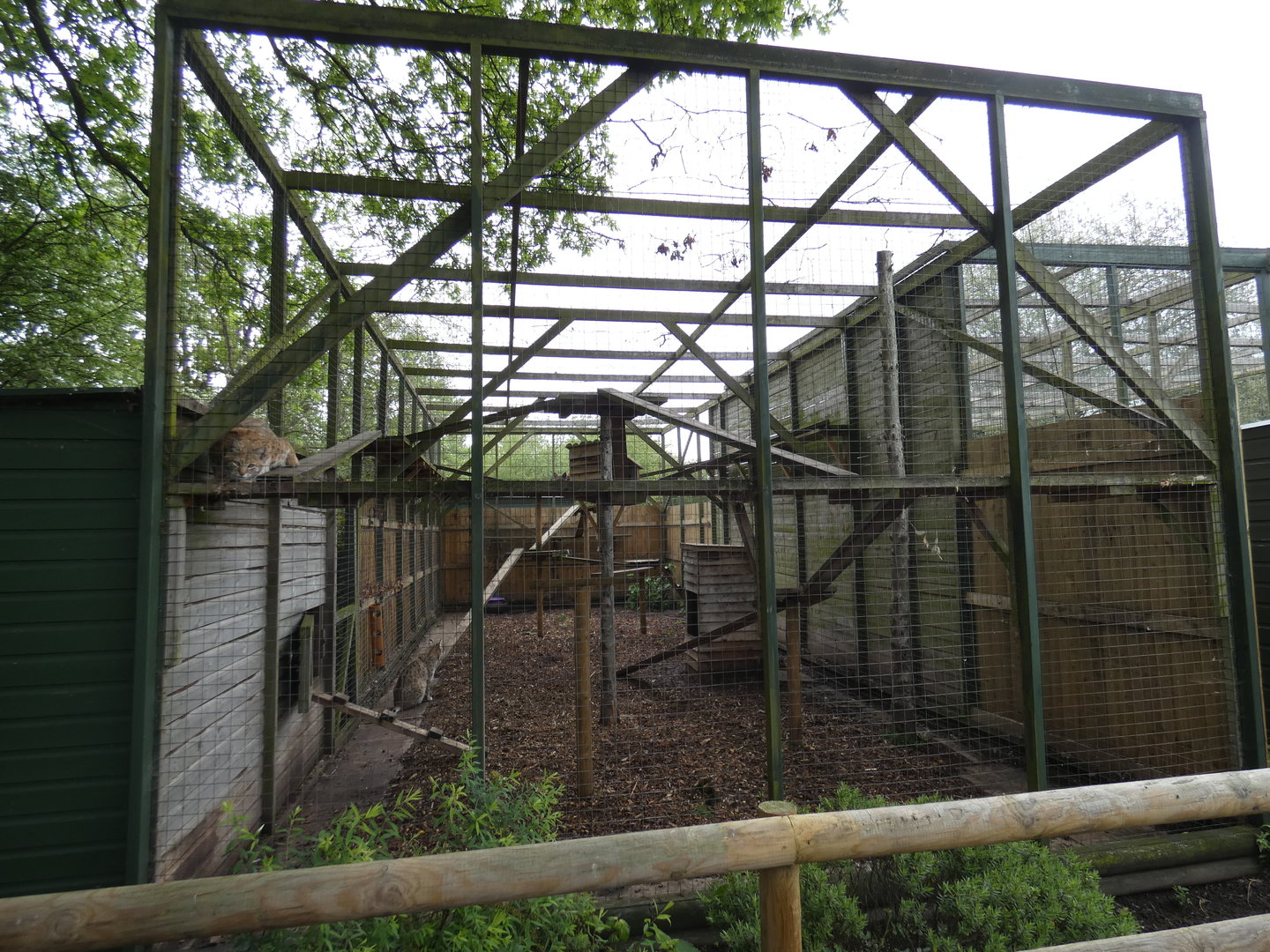 Bobcat enclosure