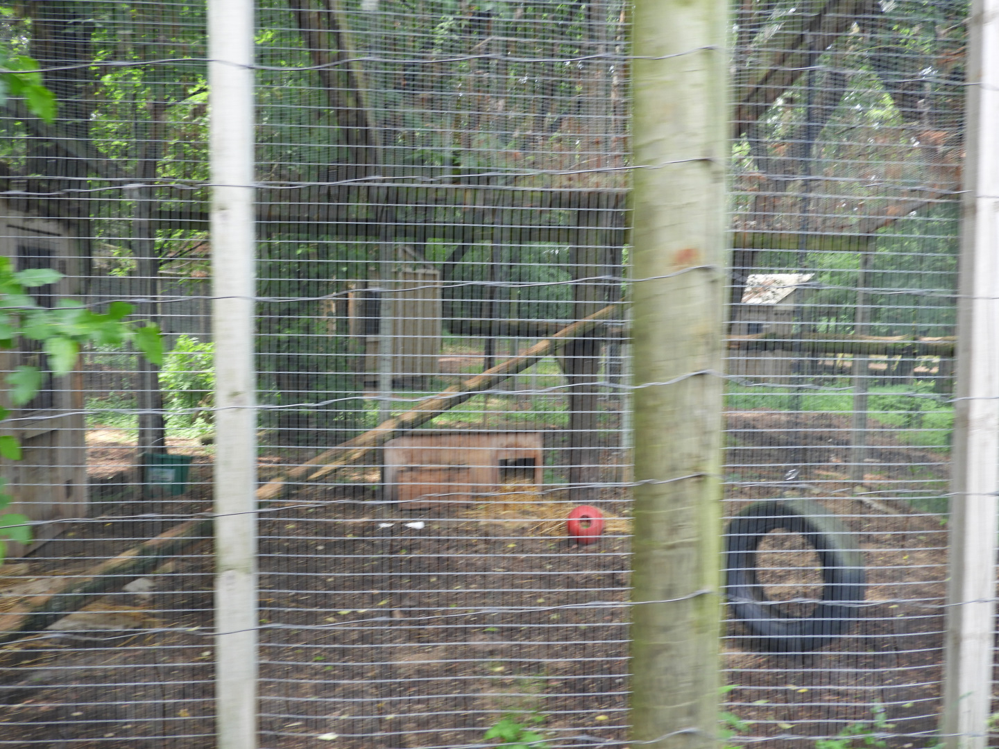 Bobcat exhibit #1 - Wilderness Trail - Animal Gardens Petting Zoo