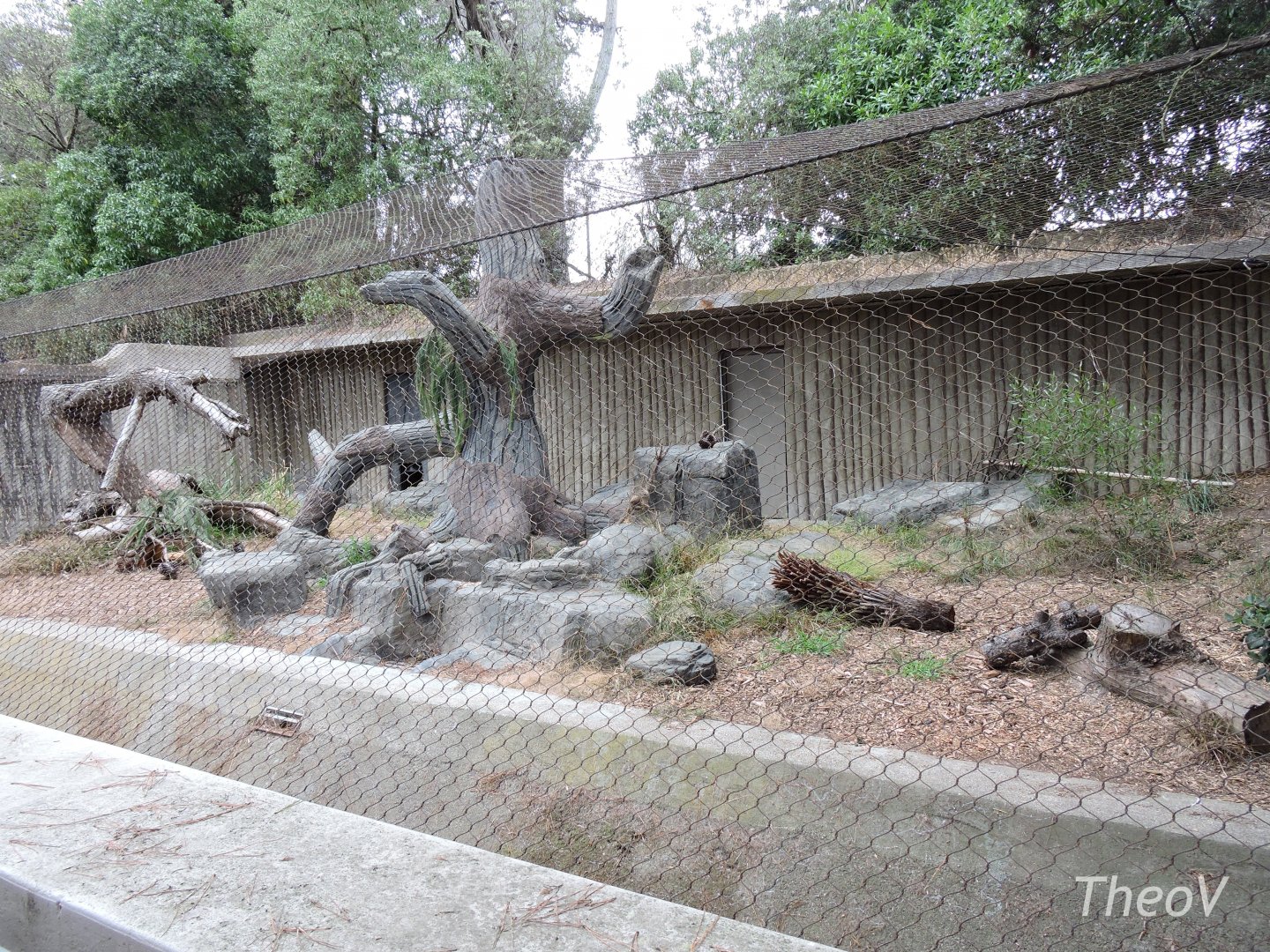Bobcat exhibit [2015]