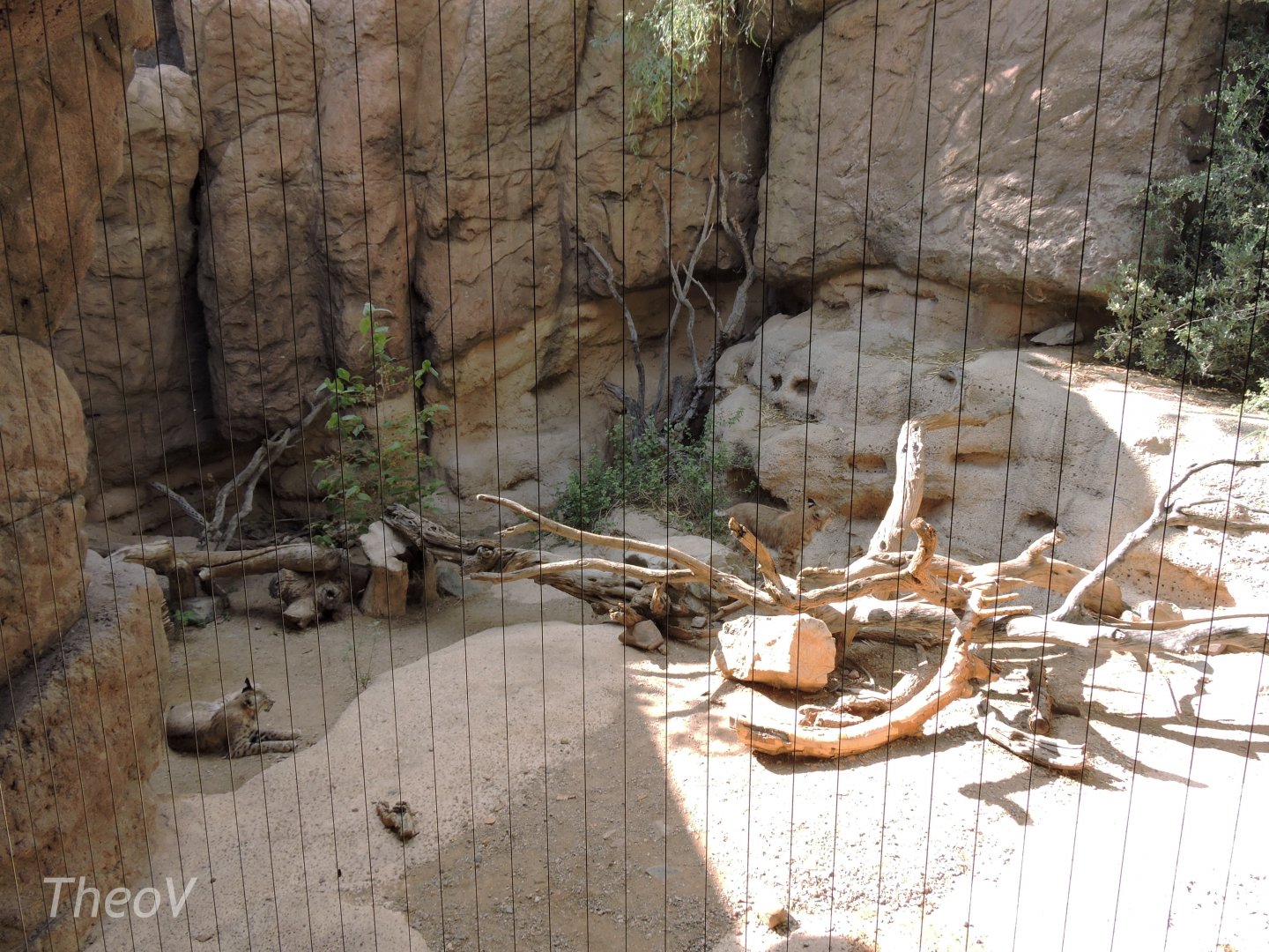 Bobcat exhibit [2015]