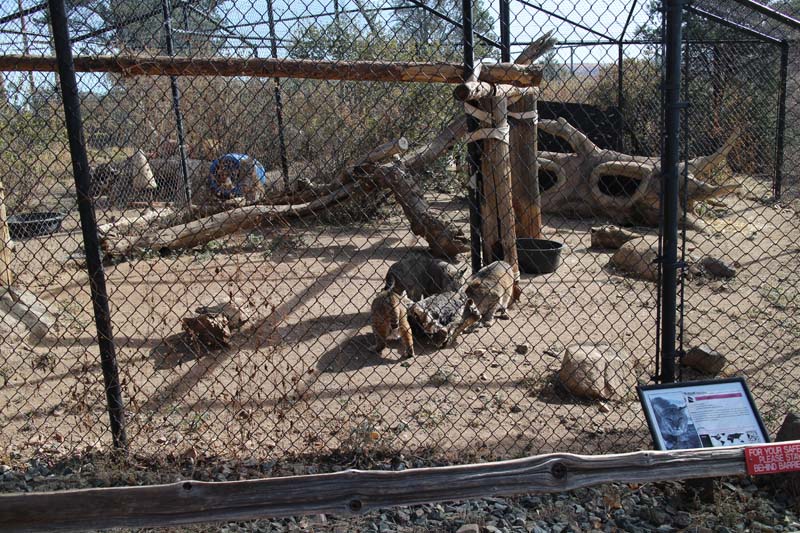 bobcat exhibit (4 cats)