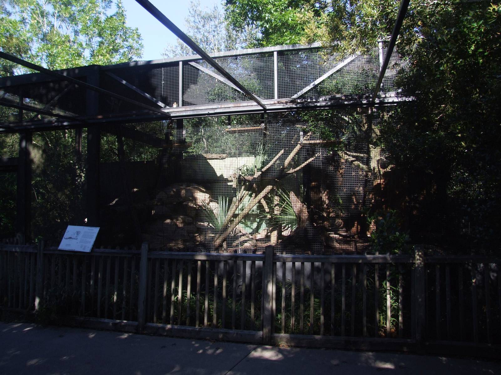 Bobcat Exhibit at Jacksonville, 10/10/13