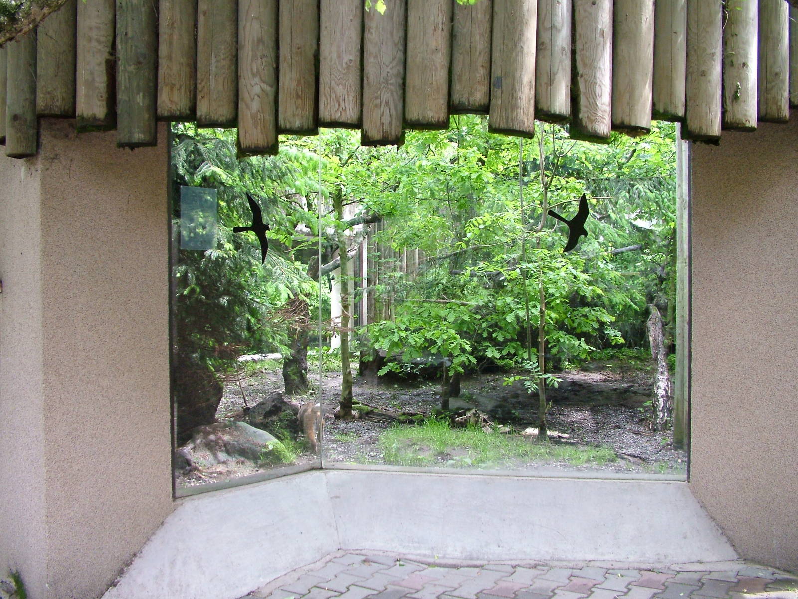 Bobcat exhibit at Jihlava, 31/05/10