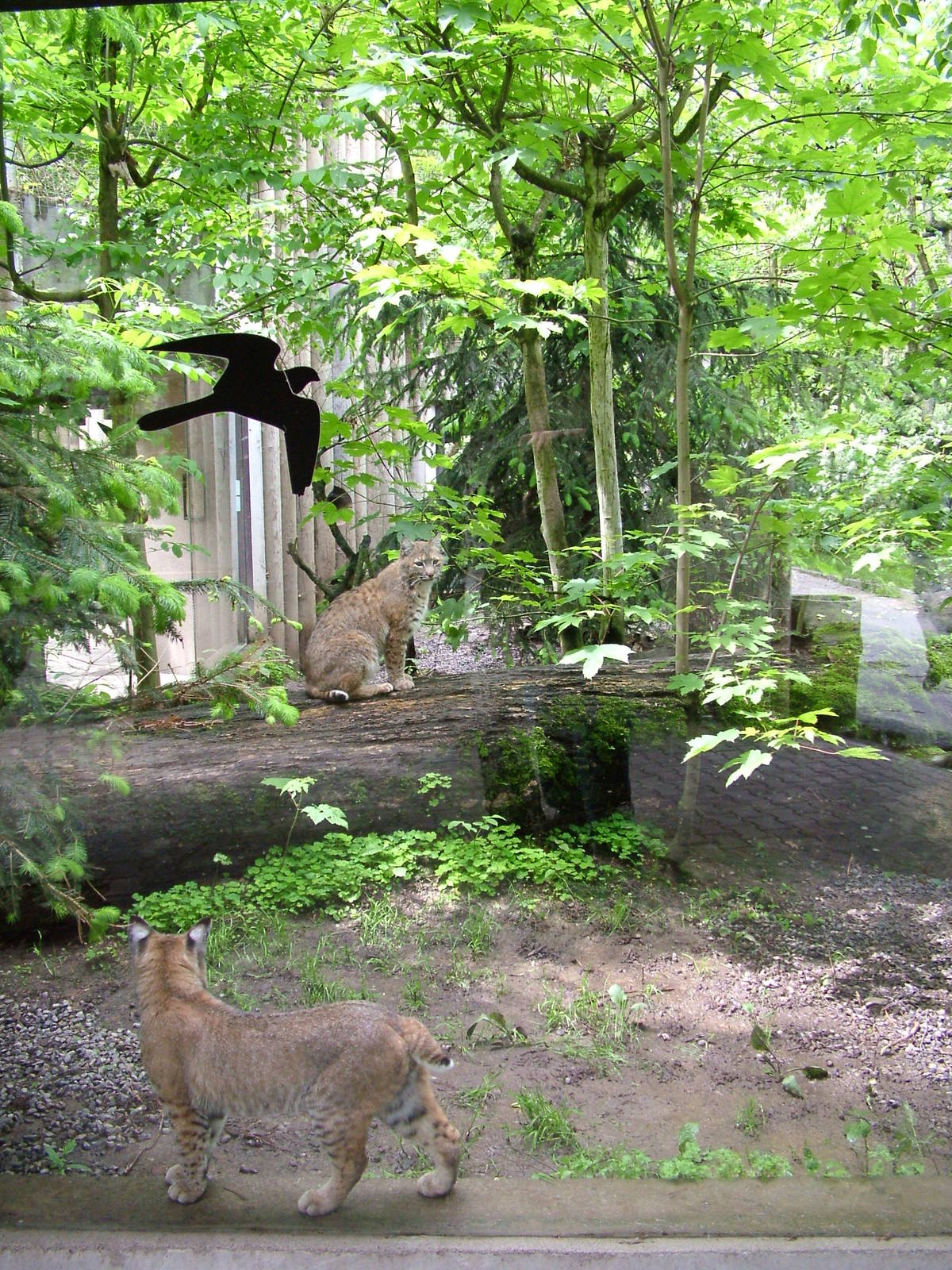 Bobcat exhibit at Jihlava, 31/05/10