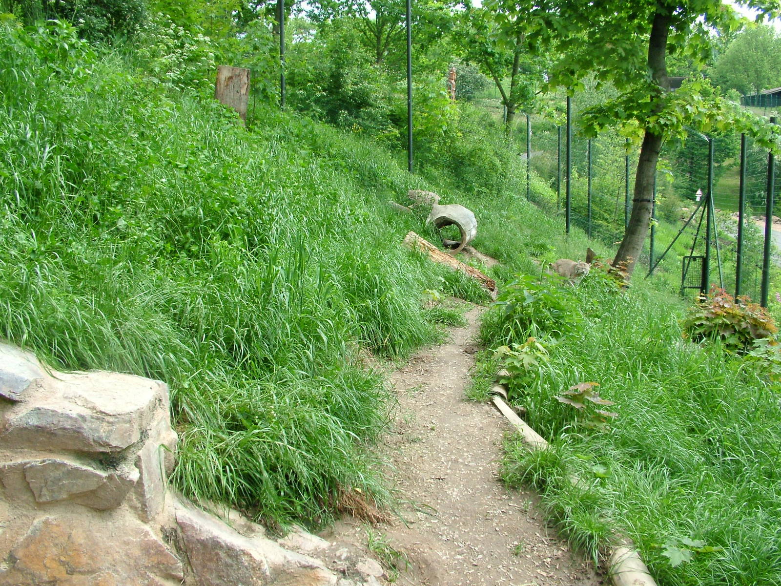 Bobcat exhibit at Plzen, 25/05/10