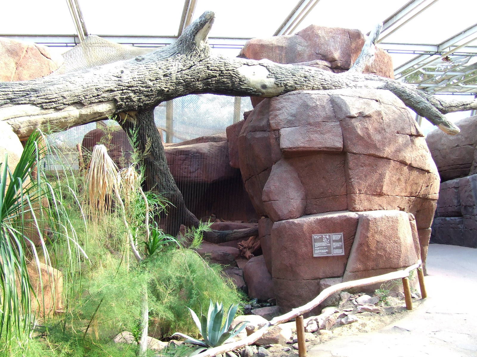 Bobcat exhibit, Burgers Desert