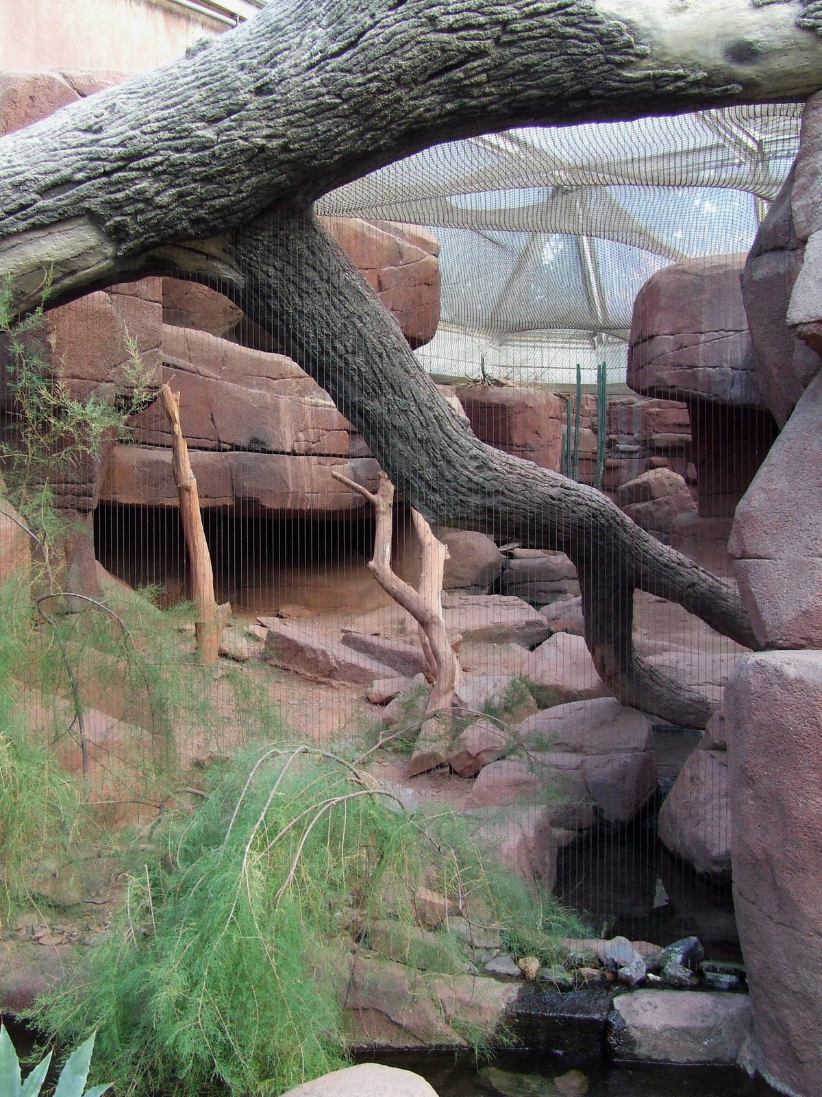 Bobcat exhibit, Burgers Desert