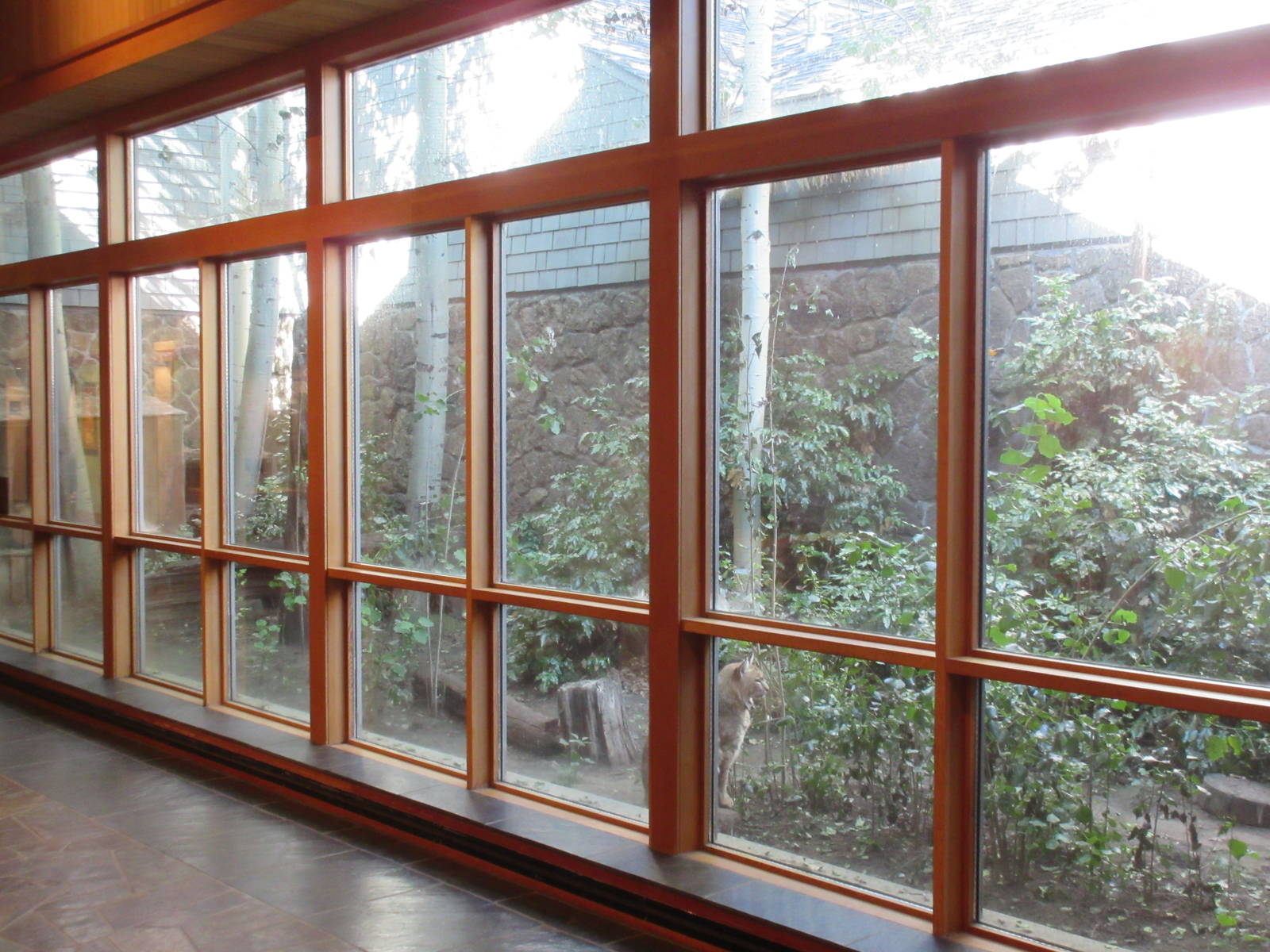 Bobcat Exhibit (ex-pet)