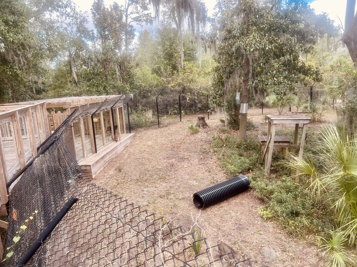 Bobcat Exhibit from viewing platform