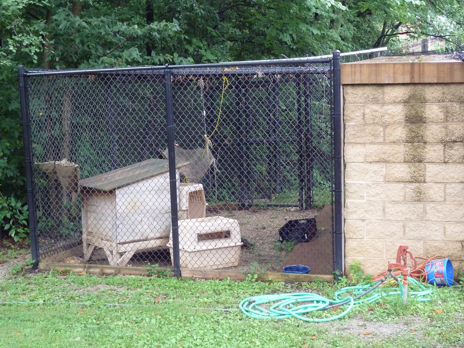 Bobcat Exhibit - Holding Yard
