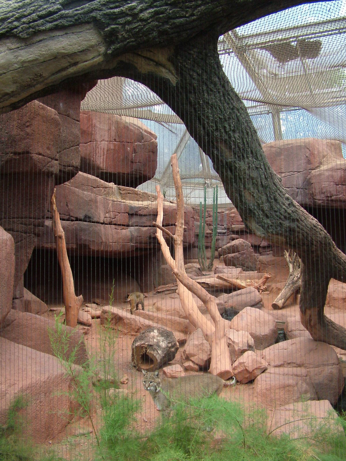 Bobcat Exhibit in Burgers Desert at Burgers Zoo Arnhem, 29/08/10