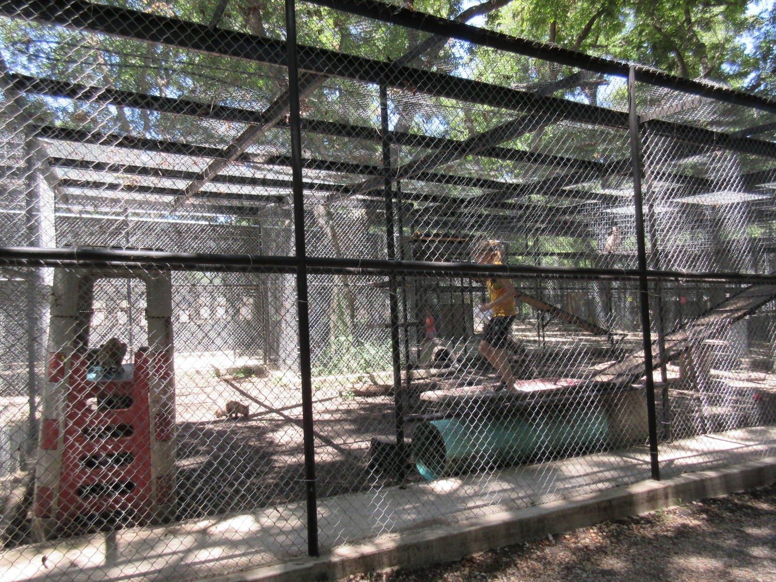 Bobcat Exhibit - keeper in with 3 cats