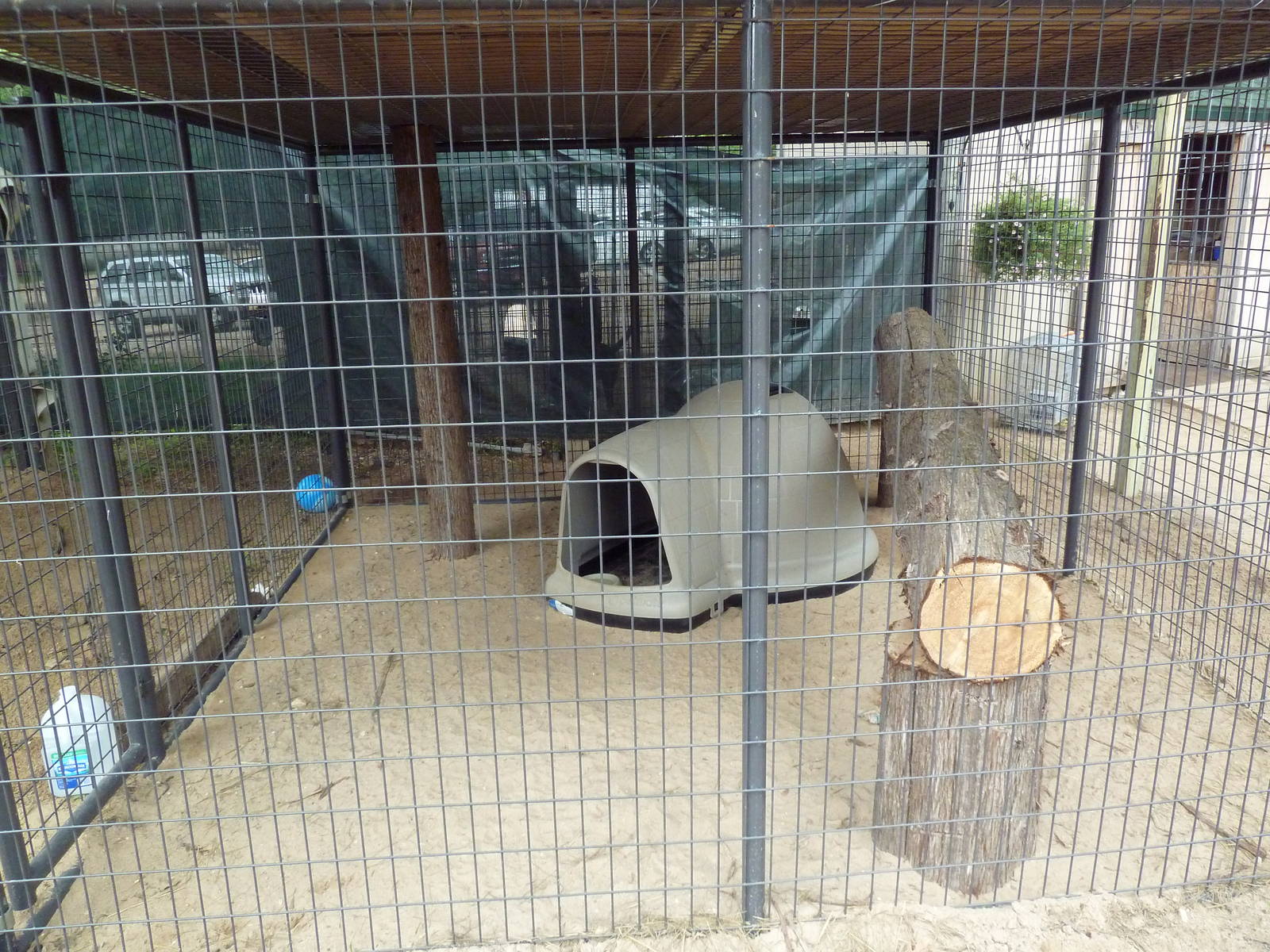 Bobcat Exhibit (kittens)