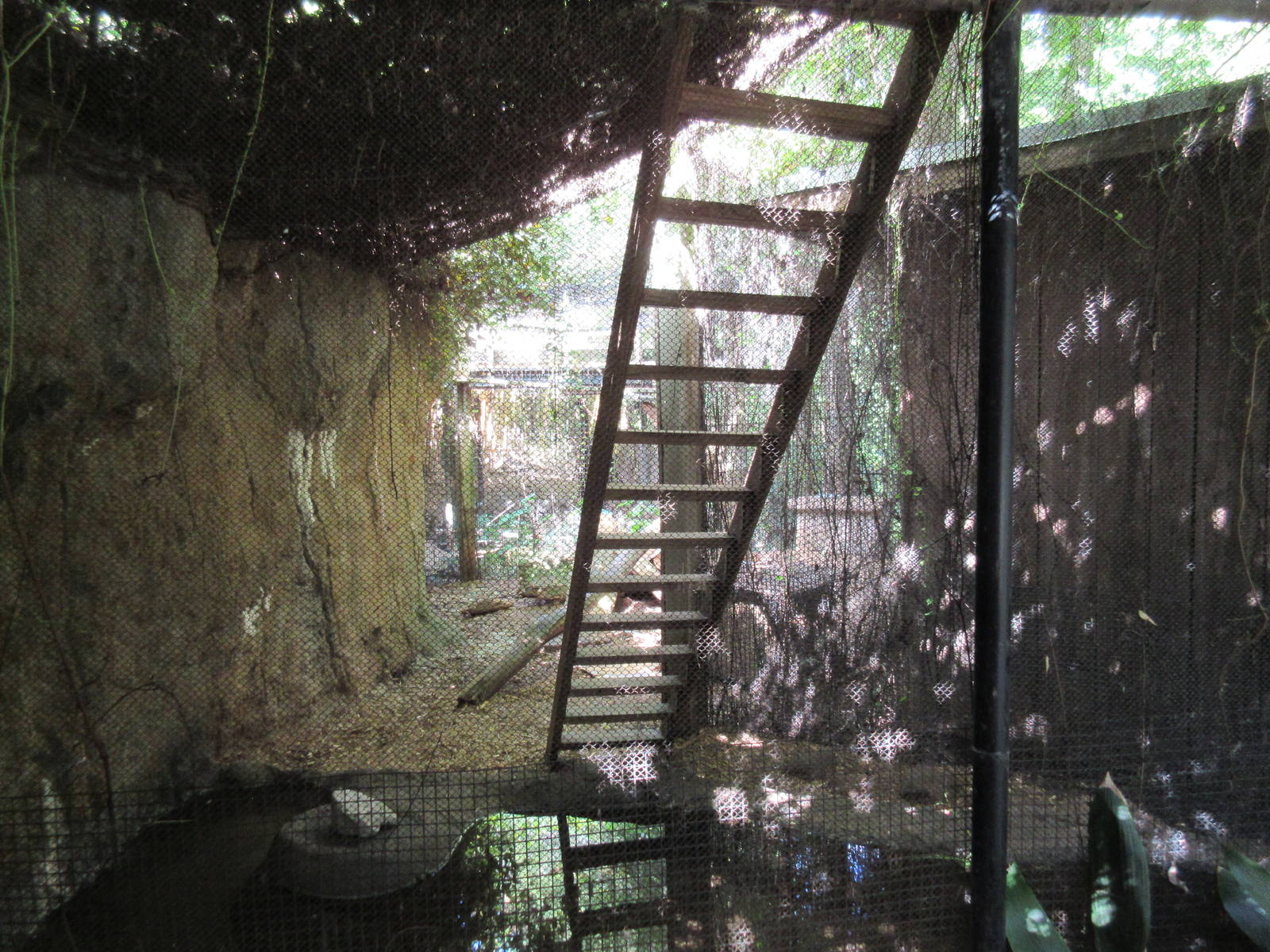 Bobcat Exhibit (ladder is for the cat to reach an upper level)