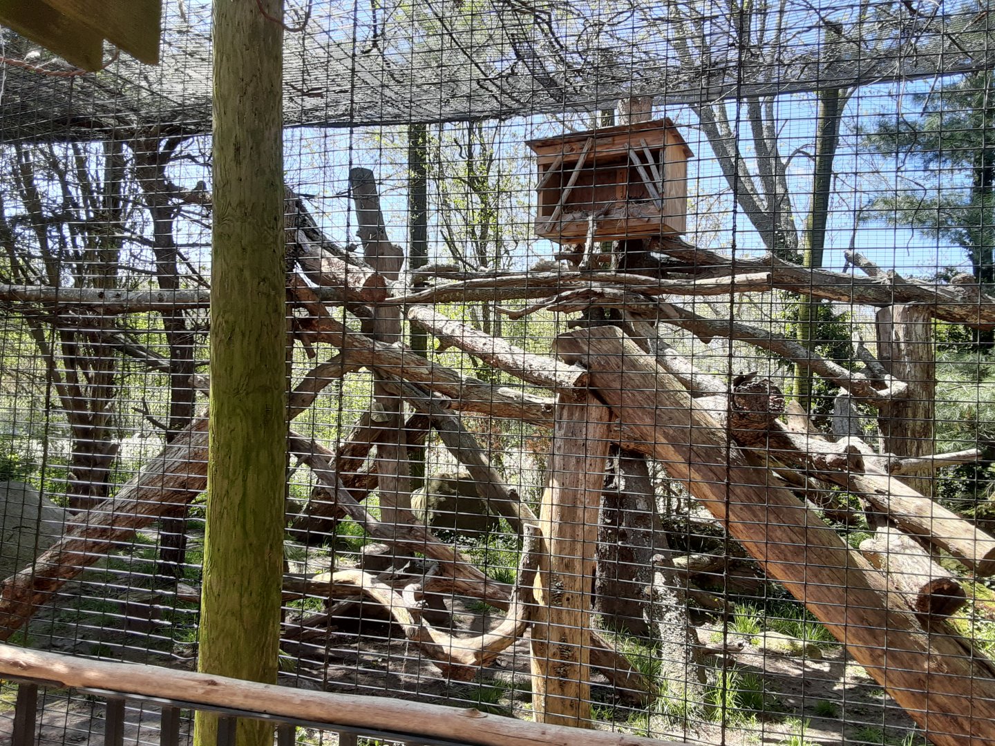 Bobcat Exhibit- New Climbing Structure
