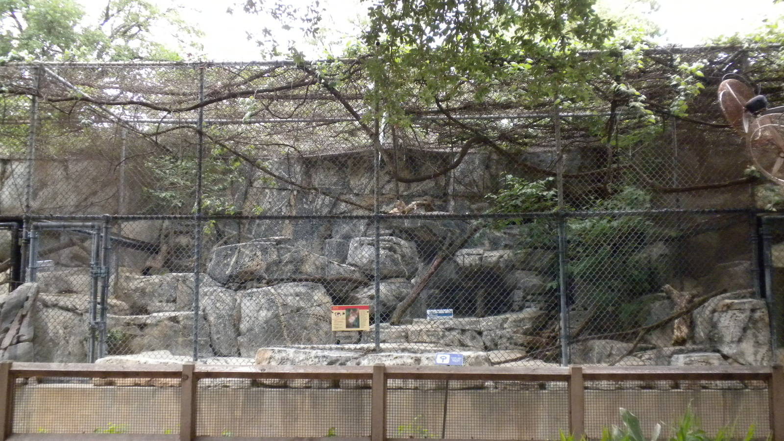 Bobcat exhibit on Cat Row