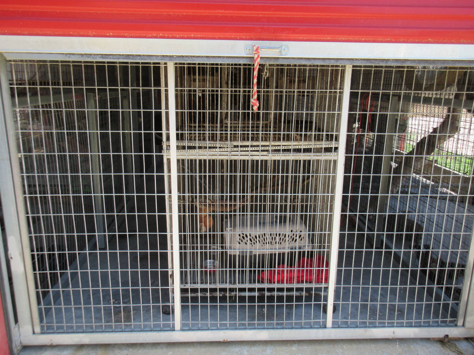 Bobcat Exhibit (rescued youngster)