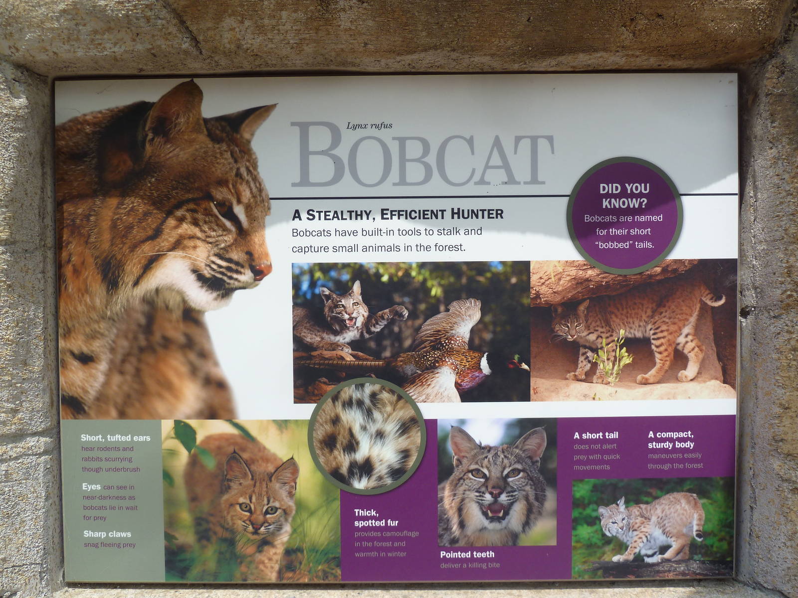 Bobcat Exhibit Sign - New in 2012
