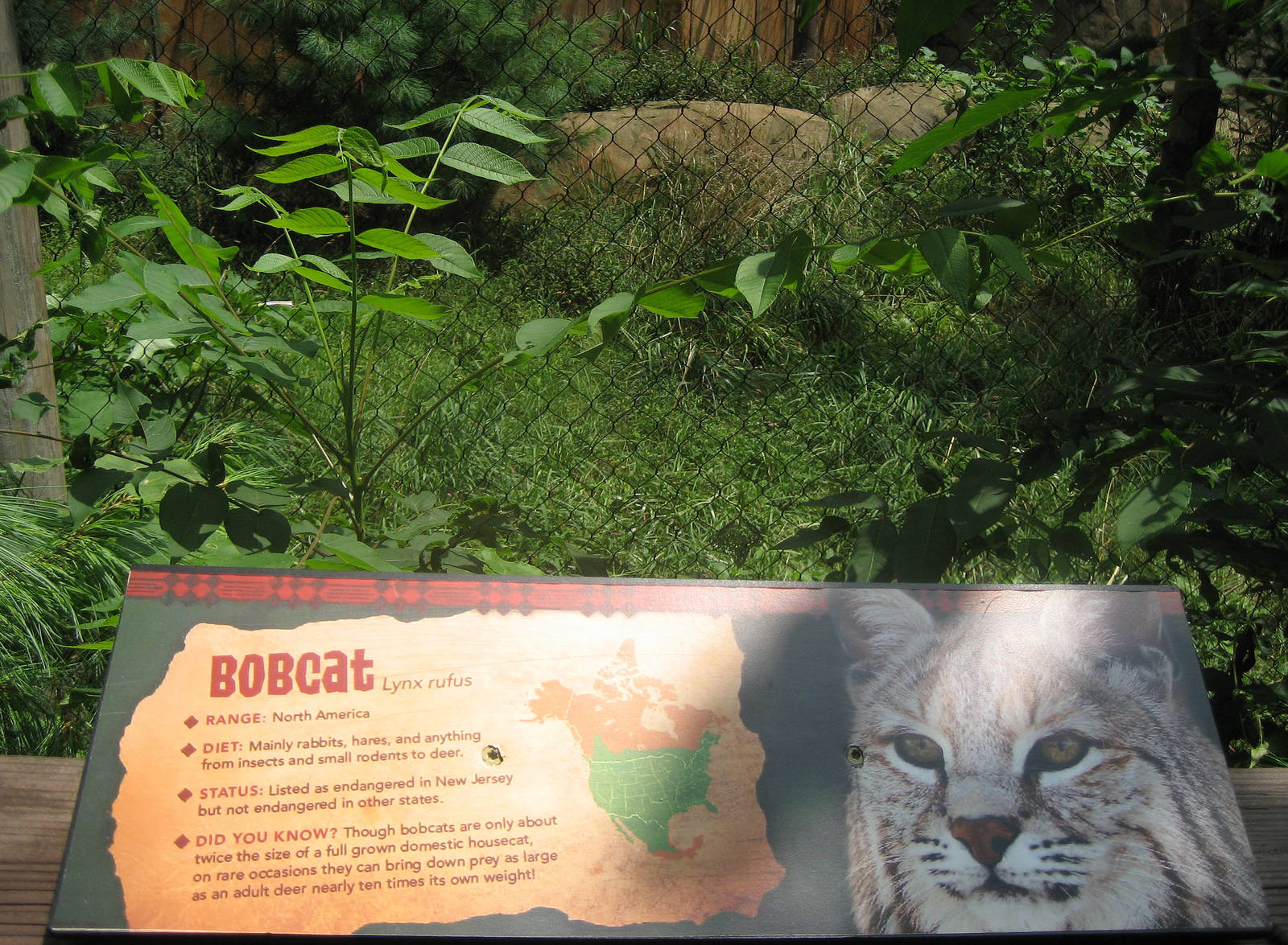 bobcat exhibit signage