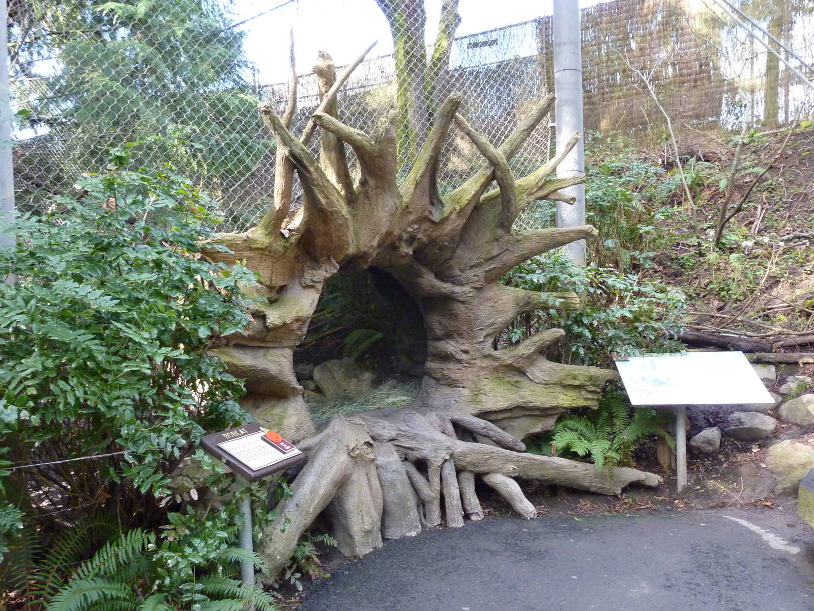Bobcat Exhibit - Viewing Cave