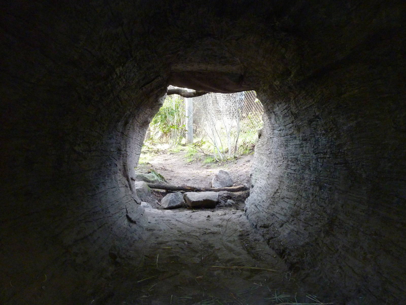 Bobcat Exhibit - Viewing Cave