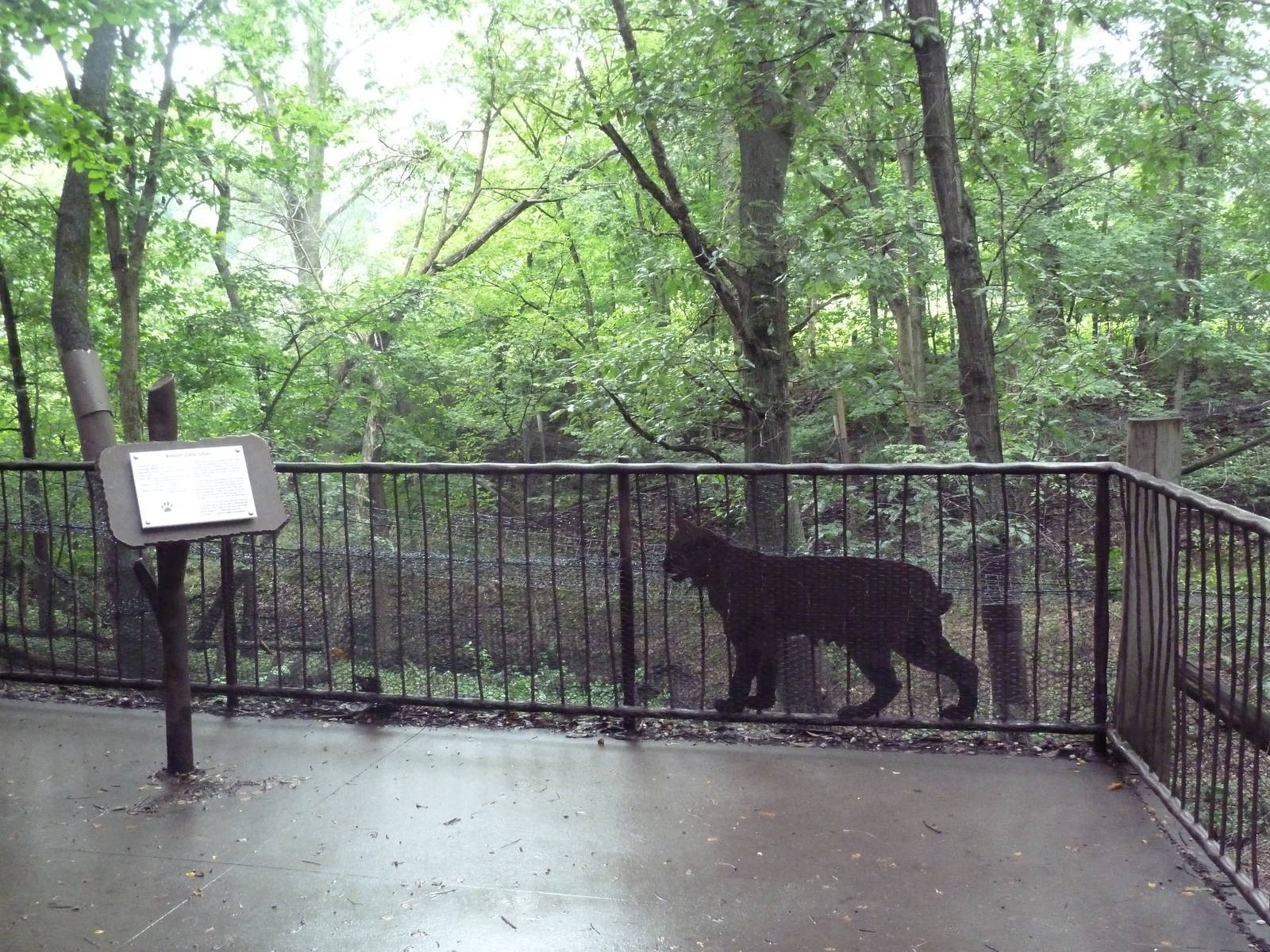 Bobcat Exhibit - Viewing Platform