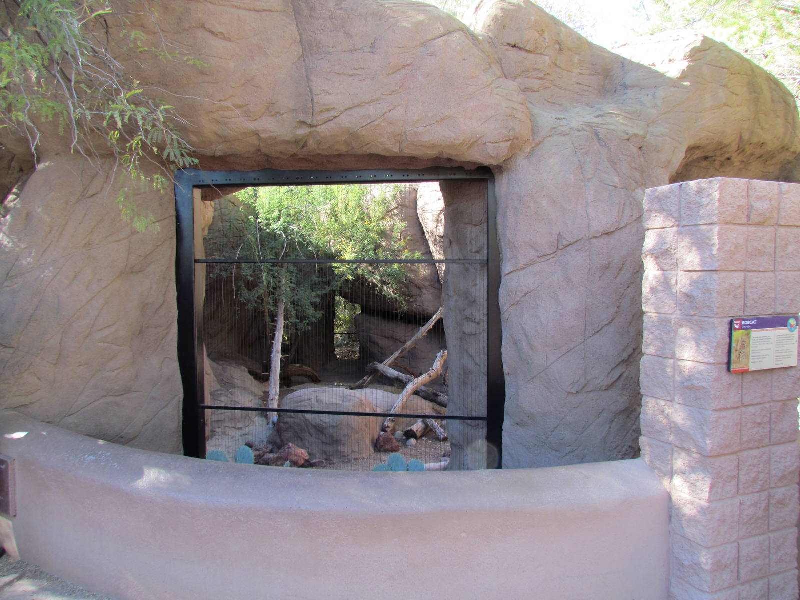 Bobcat Exhibit Viewing