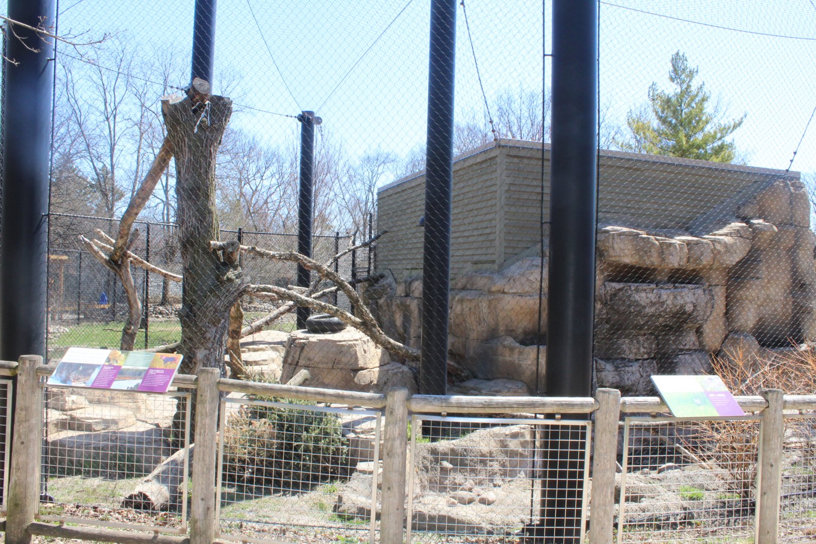 Bobcat Exhibit - Wilds of Illinois
