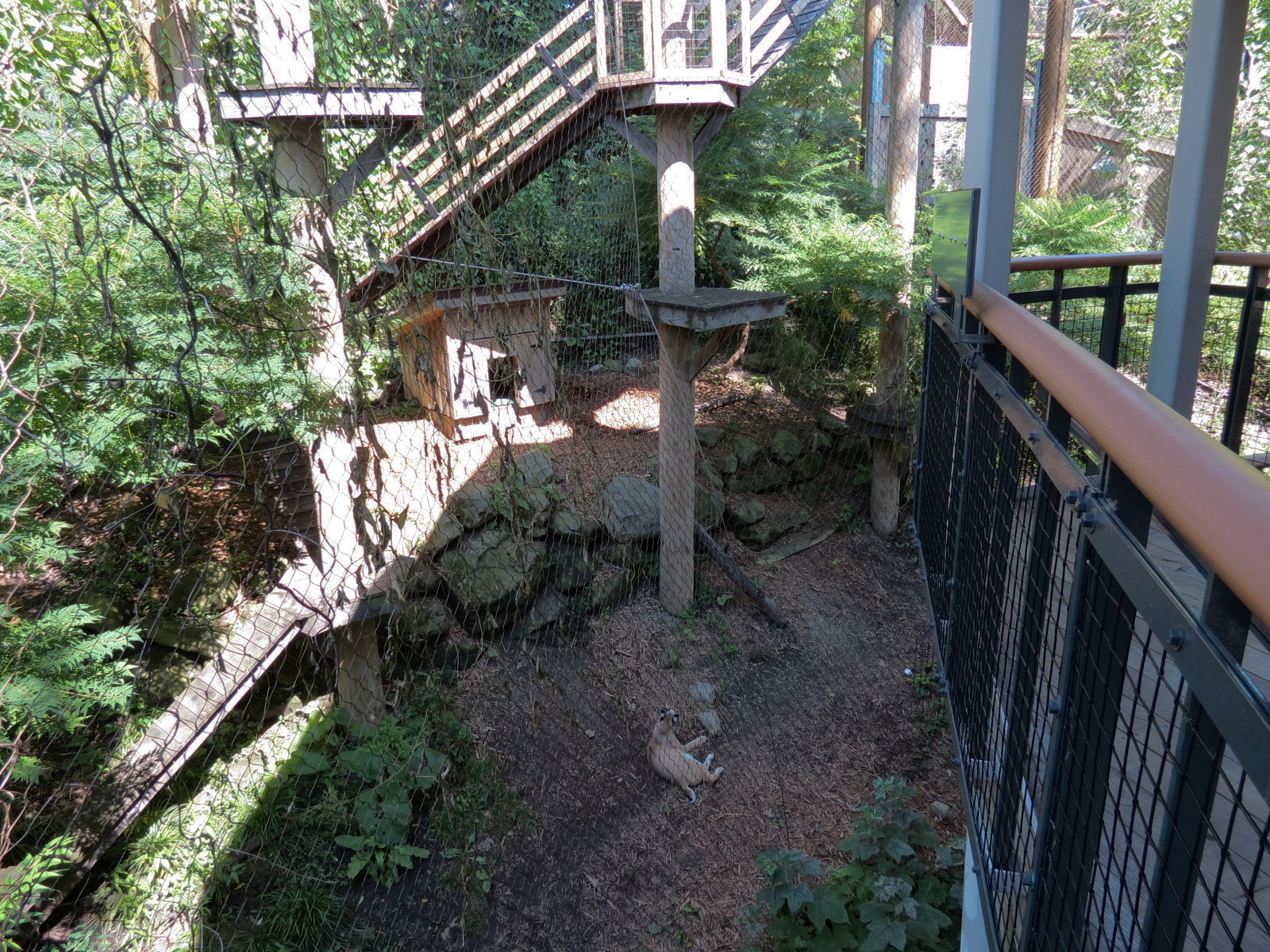 Bobcat Exhibit with Access to Elevated Trailway